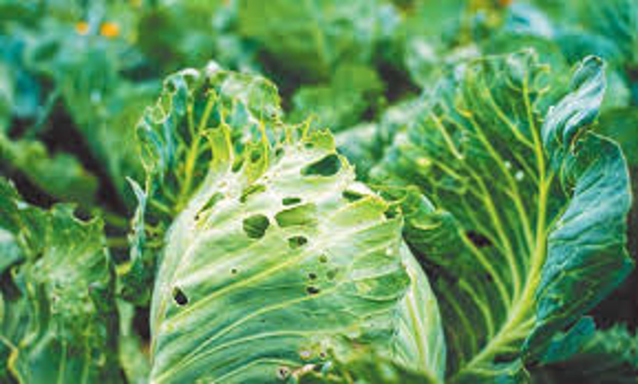 गोभी की फसल में कीड़े लग रहे