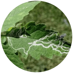 Leaf Miner