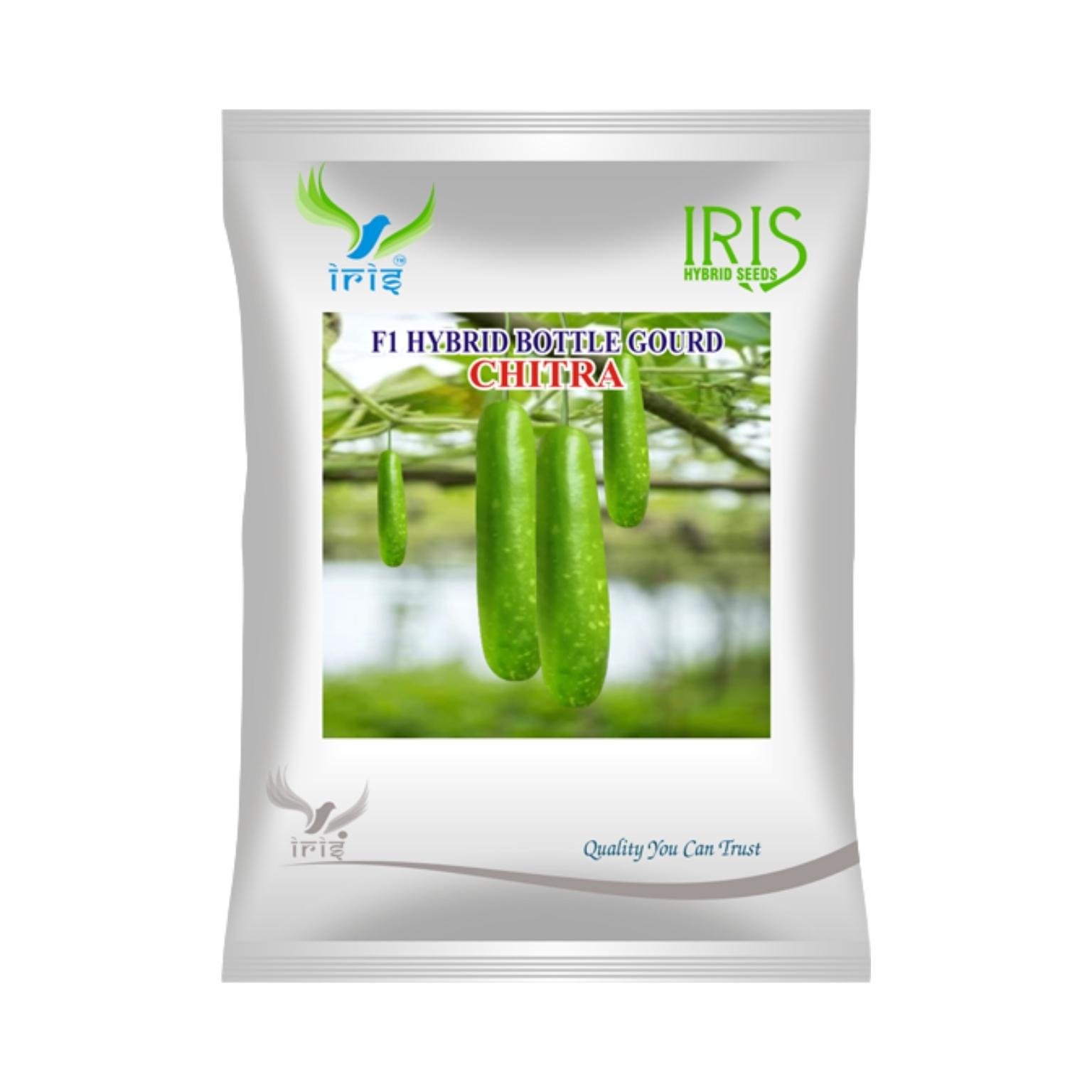 Iris Hybrid Bottle Gourd Chitra Vegetable Seeds