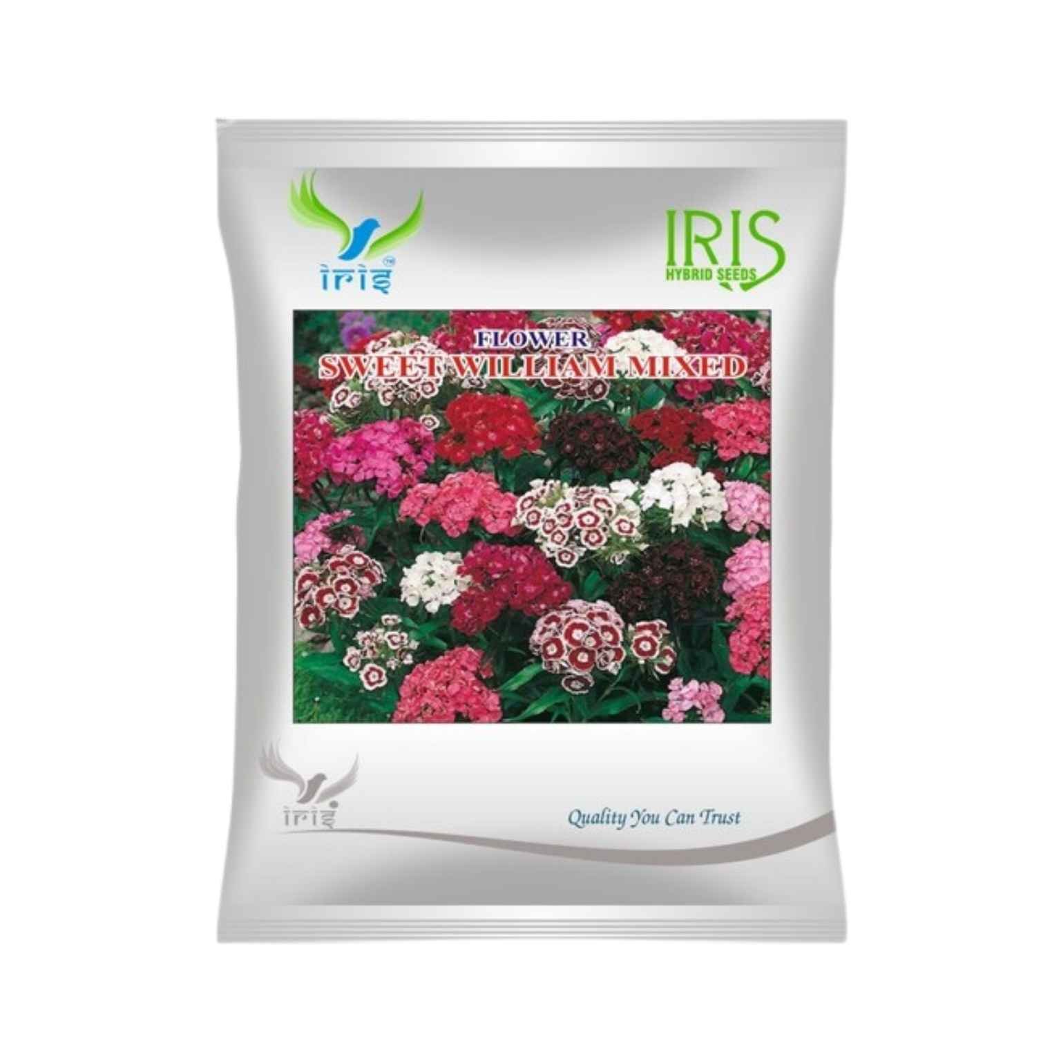 Iris Hybrid Sweet William Mix Flower Seeds (300 Seeds)