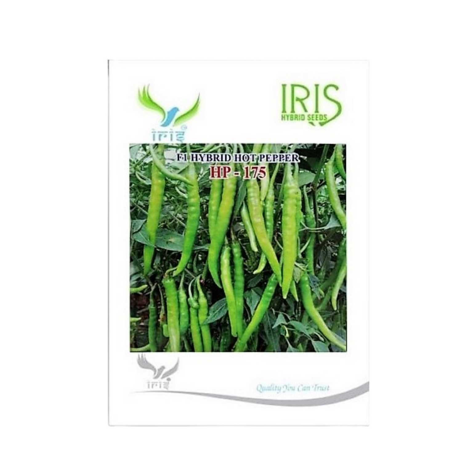 Iris Hybrid Hot Pepper (Chilli) HP 175 Vegetable Seeds