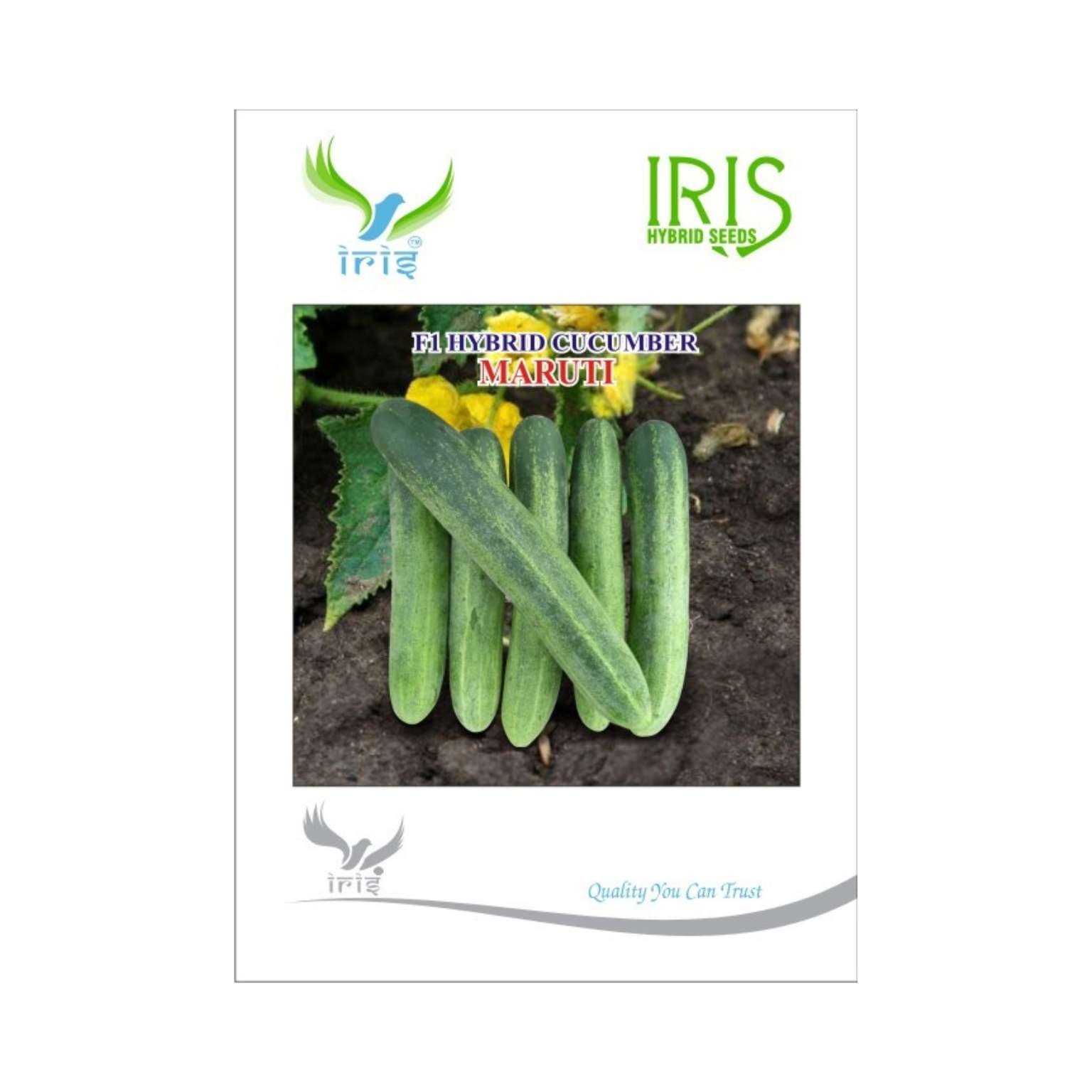 Iris Hybrid Cucumber Maruti Vegetable Seeds