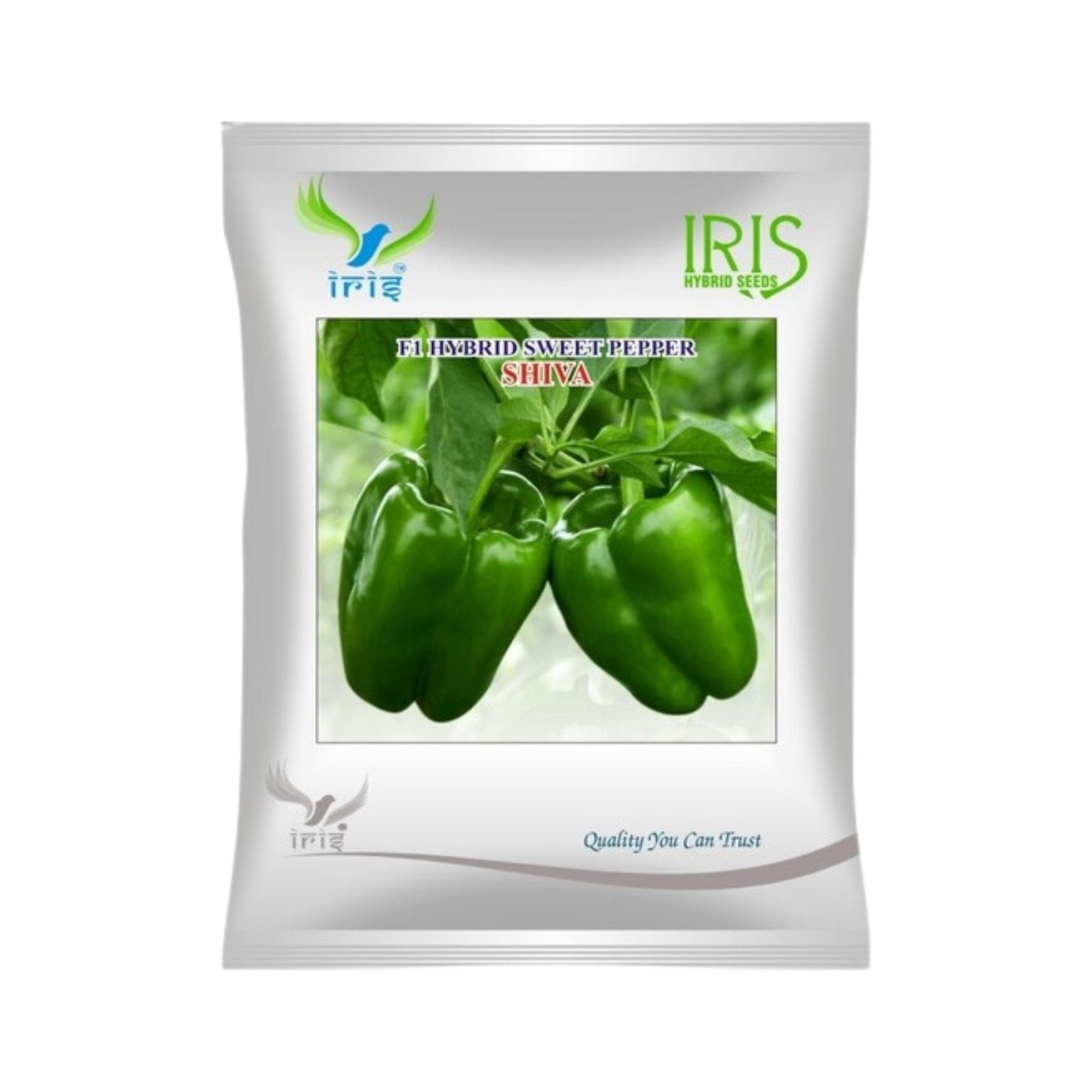 Iris Hybrid Capsicum Green Shiva Vegetable Seeds