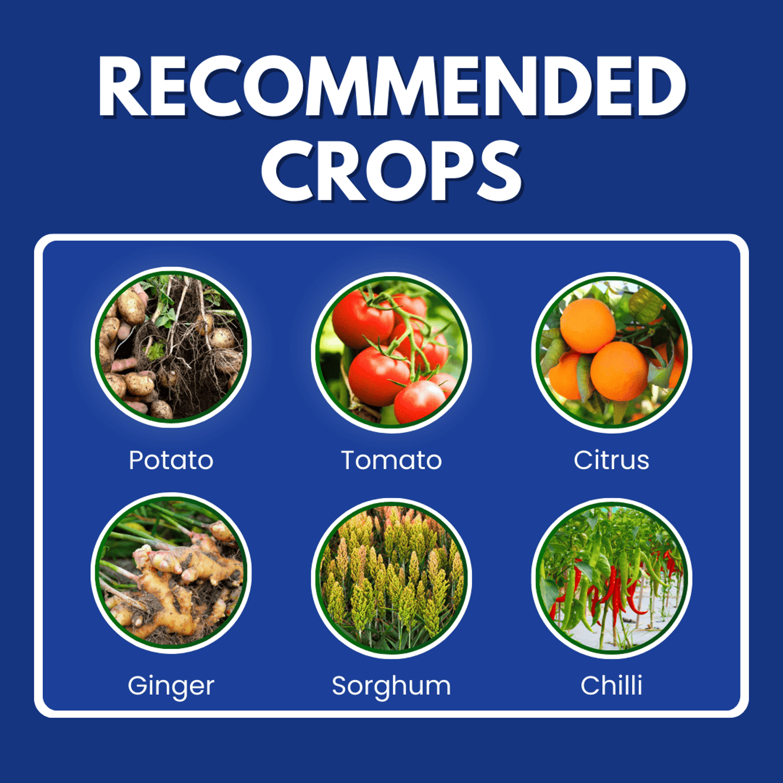 Katyayani Dr Blight Metalaxyl-M 3.3% + Chlorothalonil 33.1% SC Chemical Fungicide