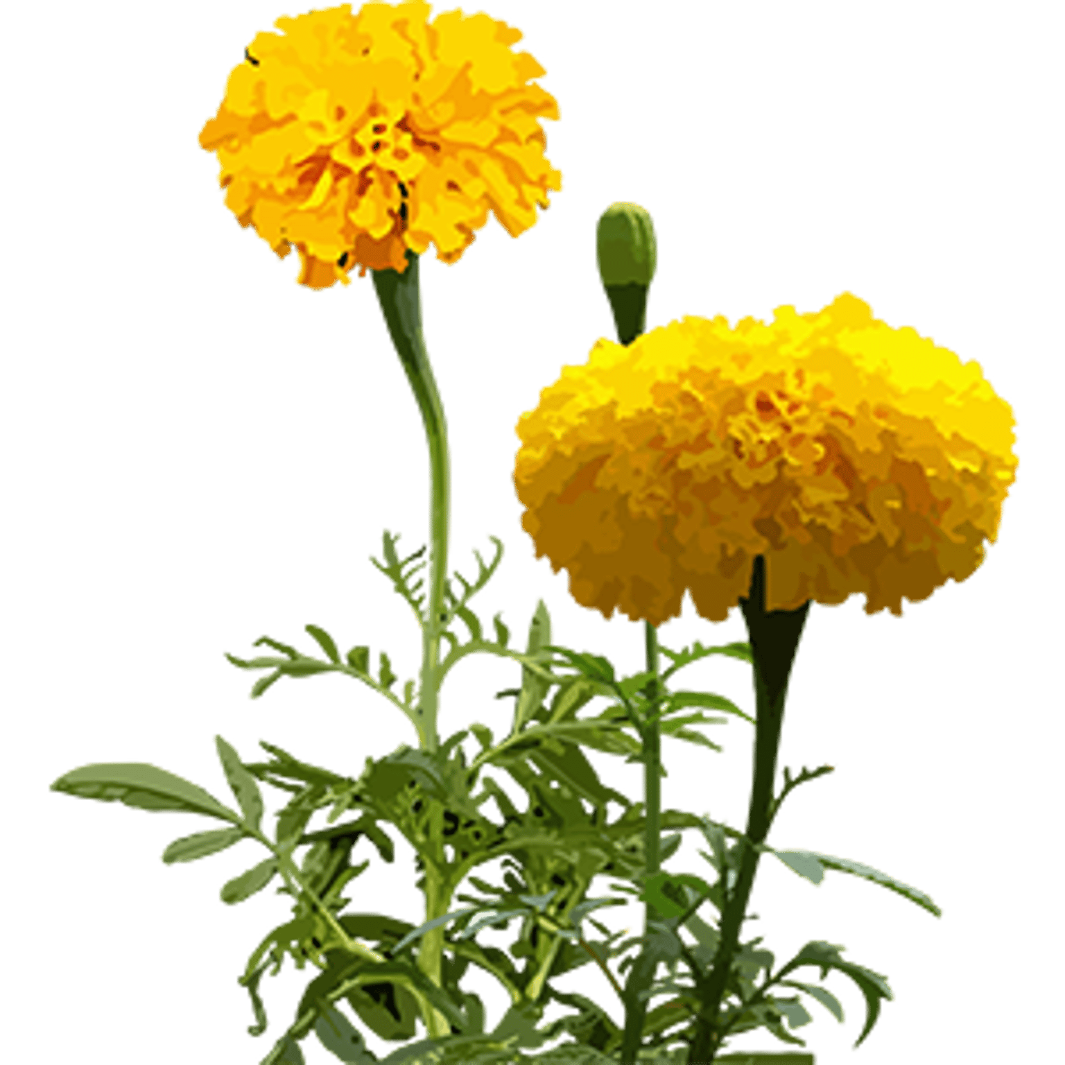 Marigold
