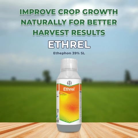Bayer Ethrel Ethephon 39% SL (Soluble Liquid)