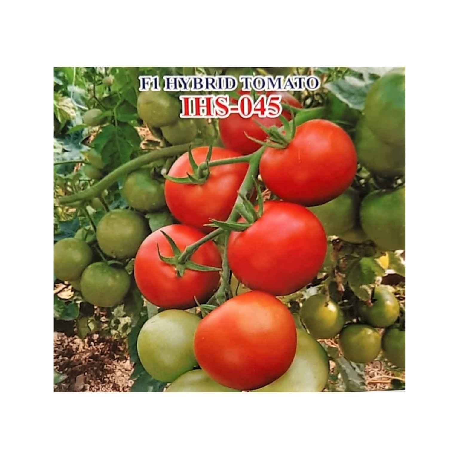 Iris Hybrid Tomato IHS 045 Vegetable Seeds