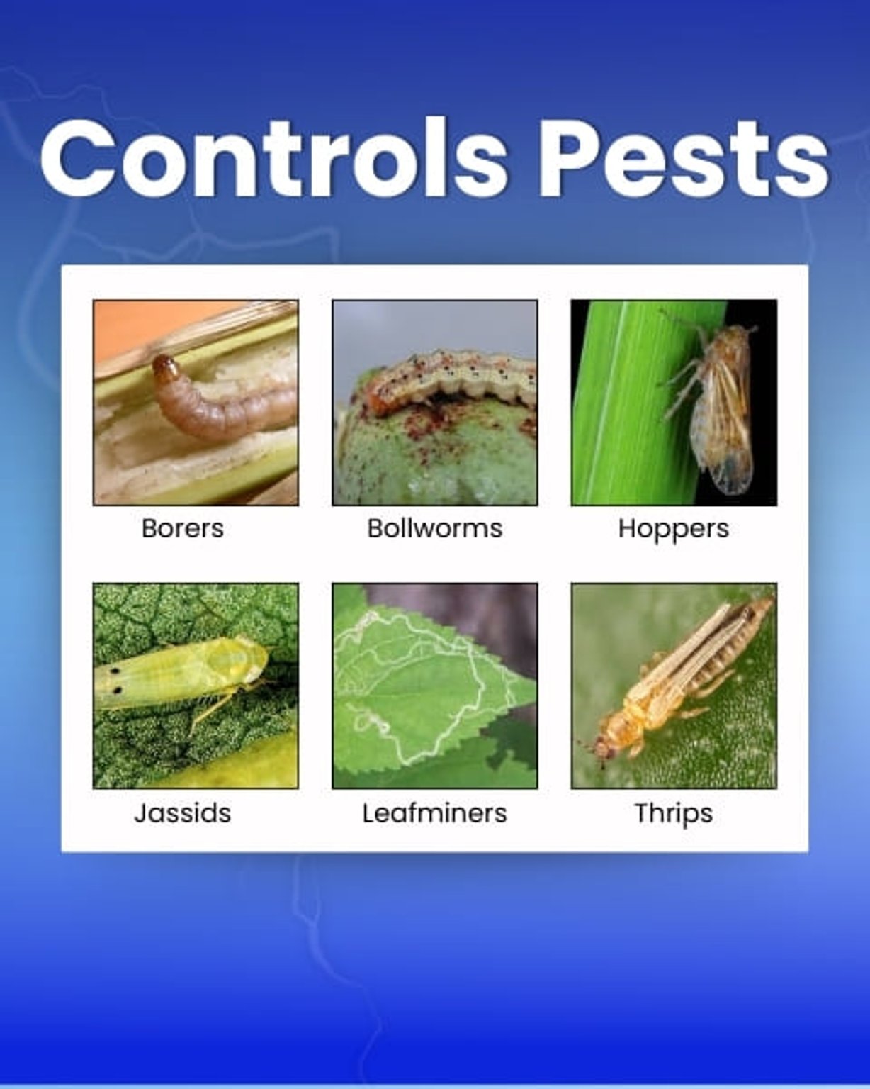 Katyayani Chloda Chemical insecticide | Chlorantraniliprole 9.3% + Lambda Cyhalothrin 4.6% ZC
