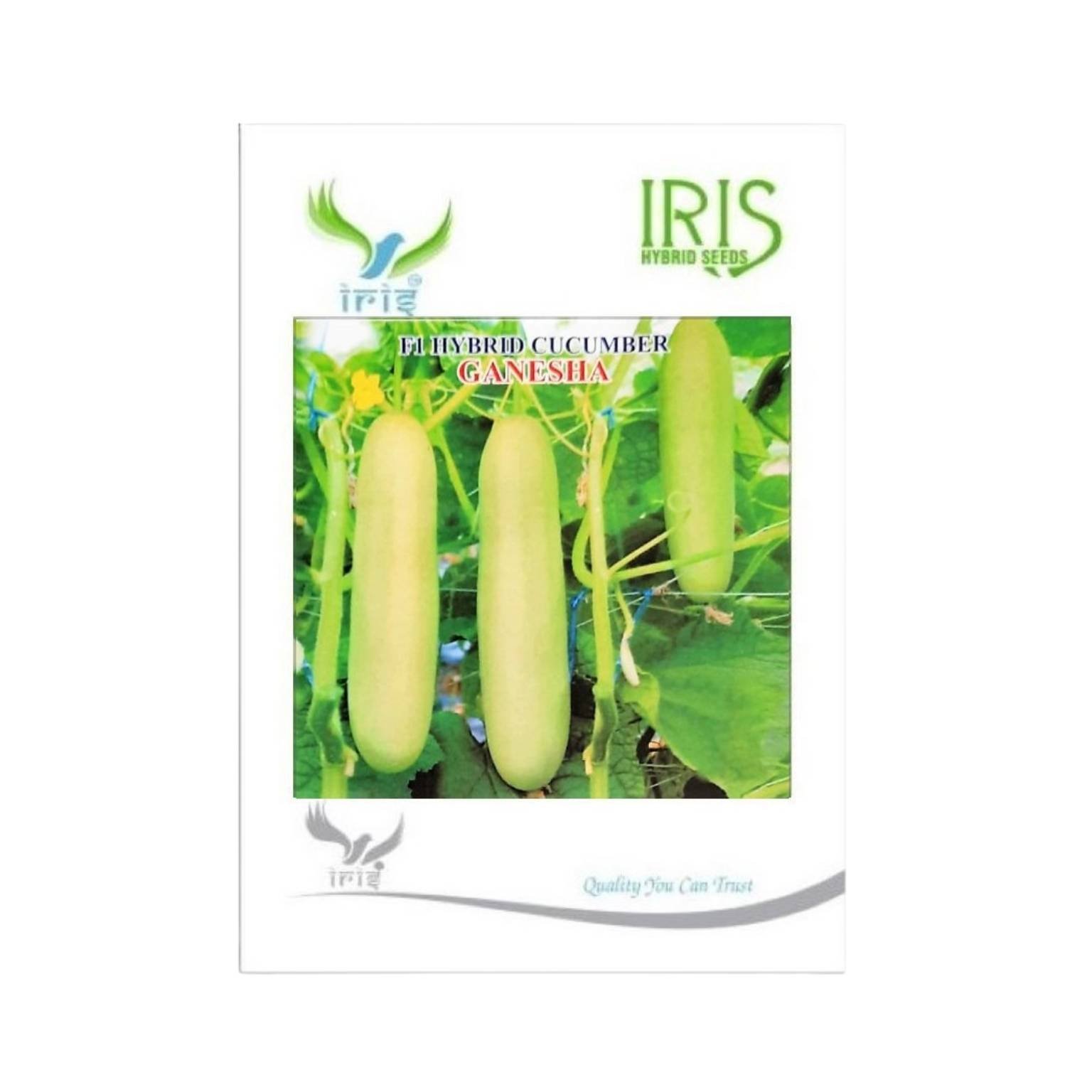 Iris Hybrid Cucumber Ganesha Vegetable Seeds