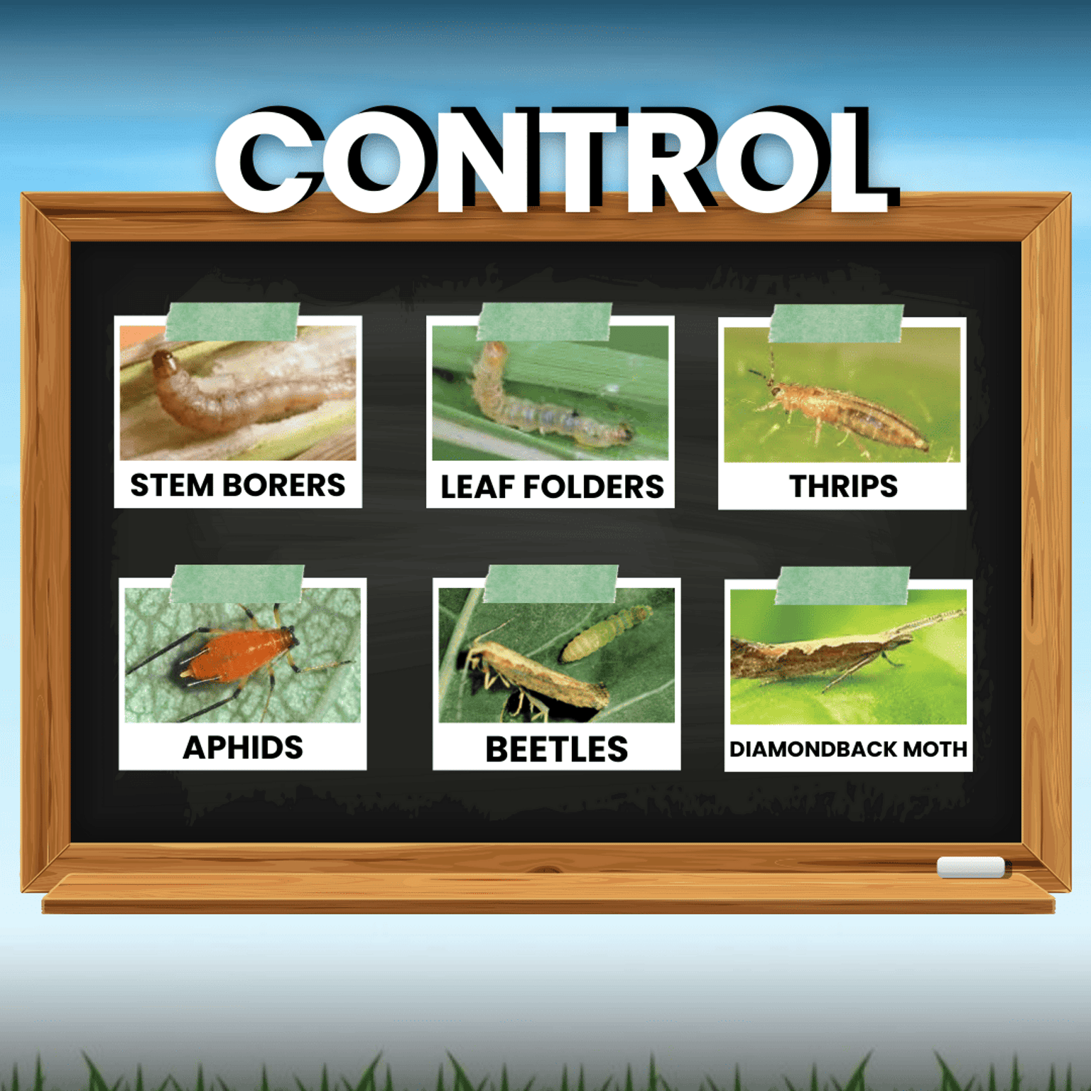 Katyayani Joker Fipronil 80% WG Chemical Insecticide