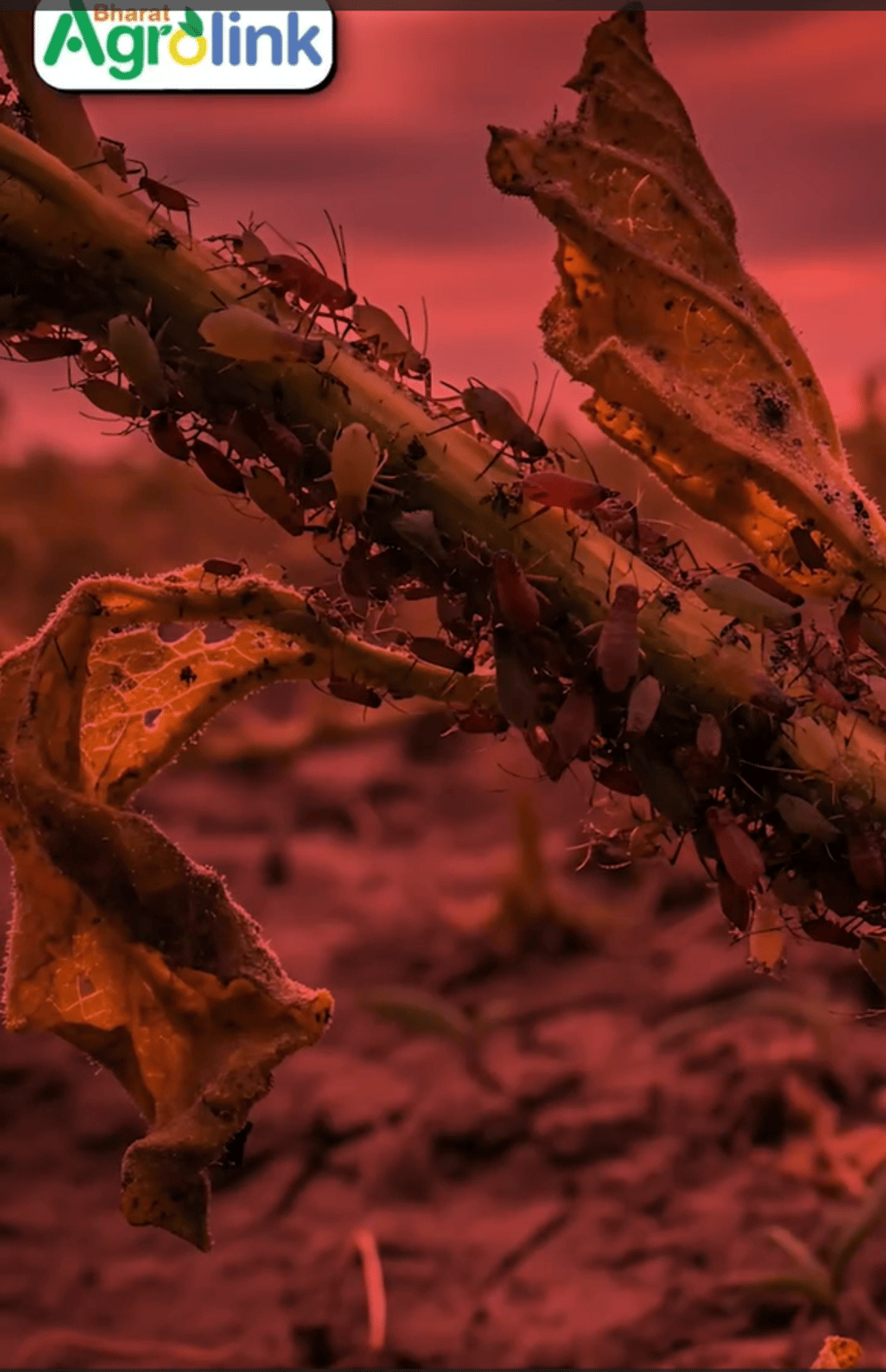 एफिड्स आपकी फसल की ताकत चुरा रहे हैं! - जानिए स्मार्ट समाधान