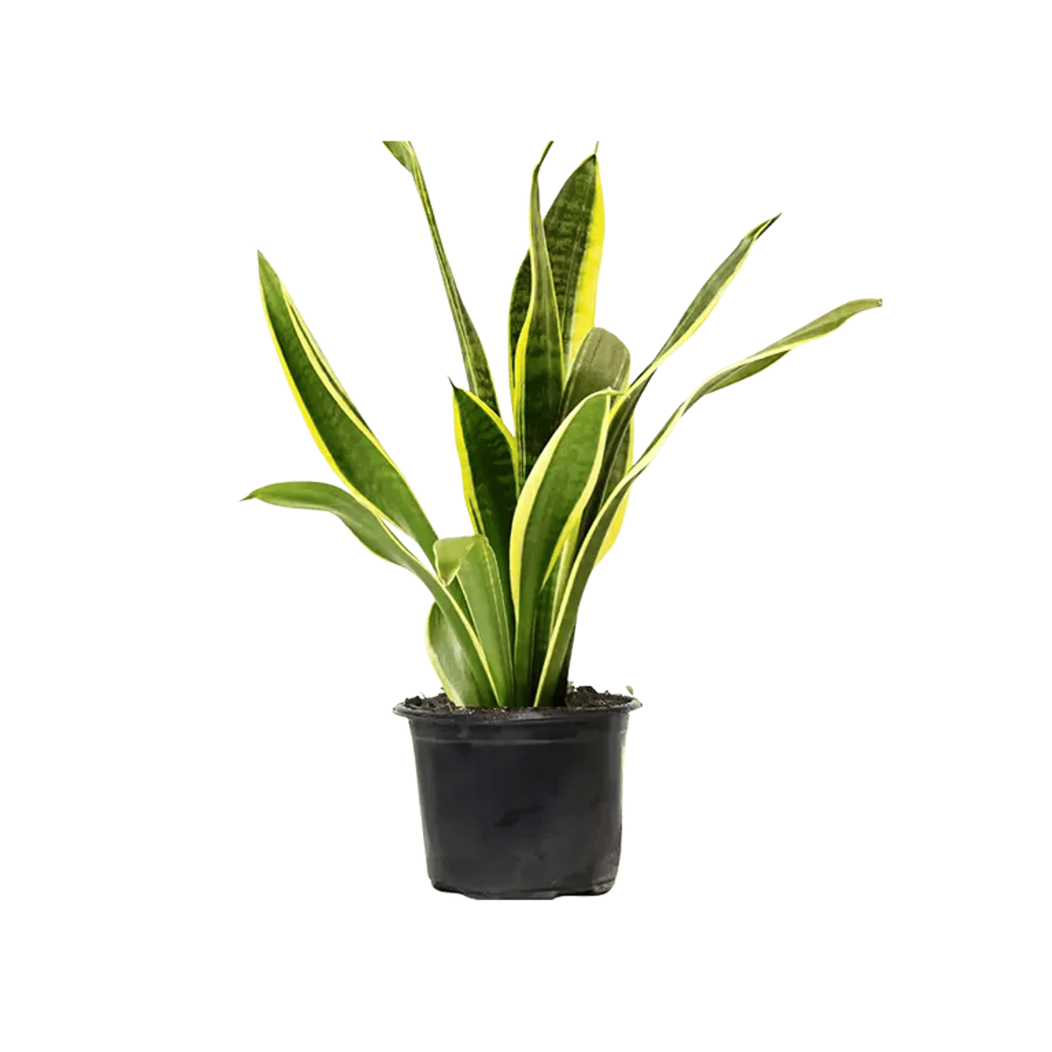 Golden Snake Plant