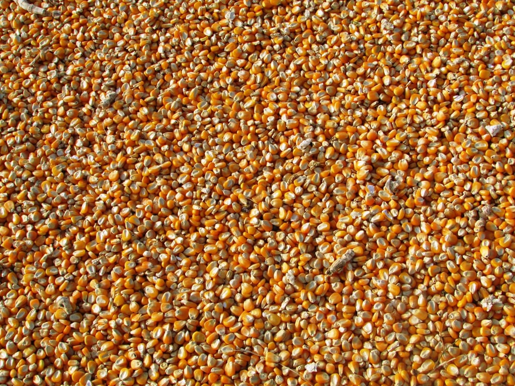 Premium Corn Seeds 5kg