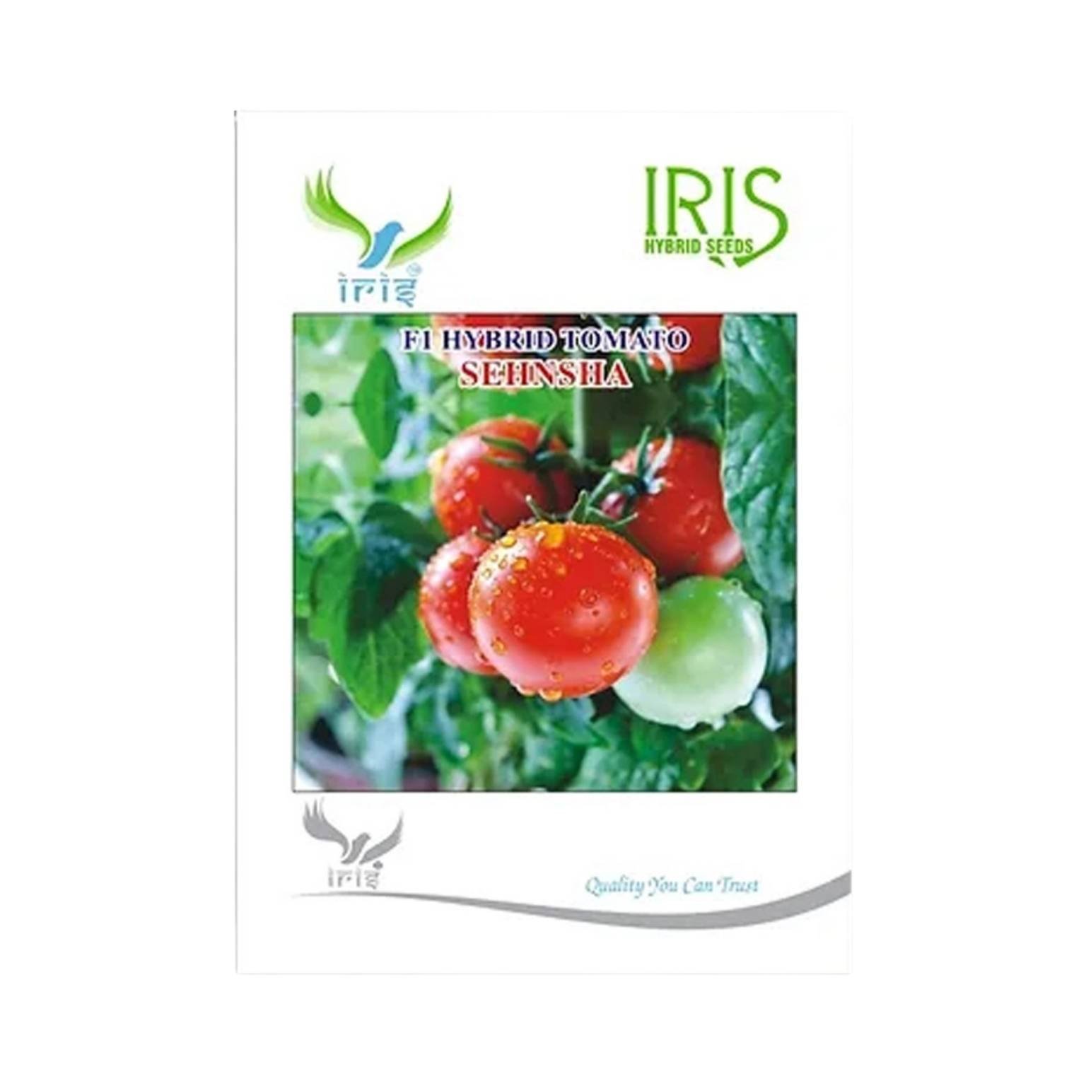 Iris Hybrid Tomato ShenshaVegetable Seeds