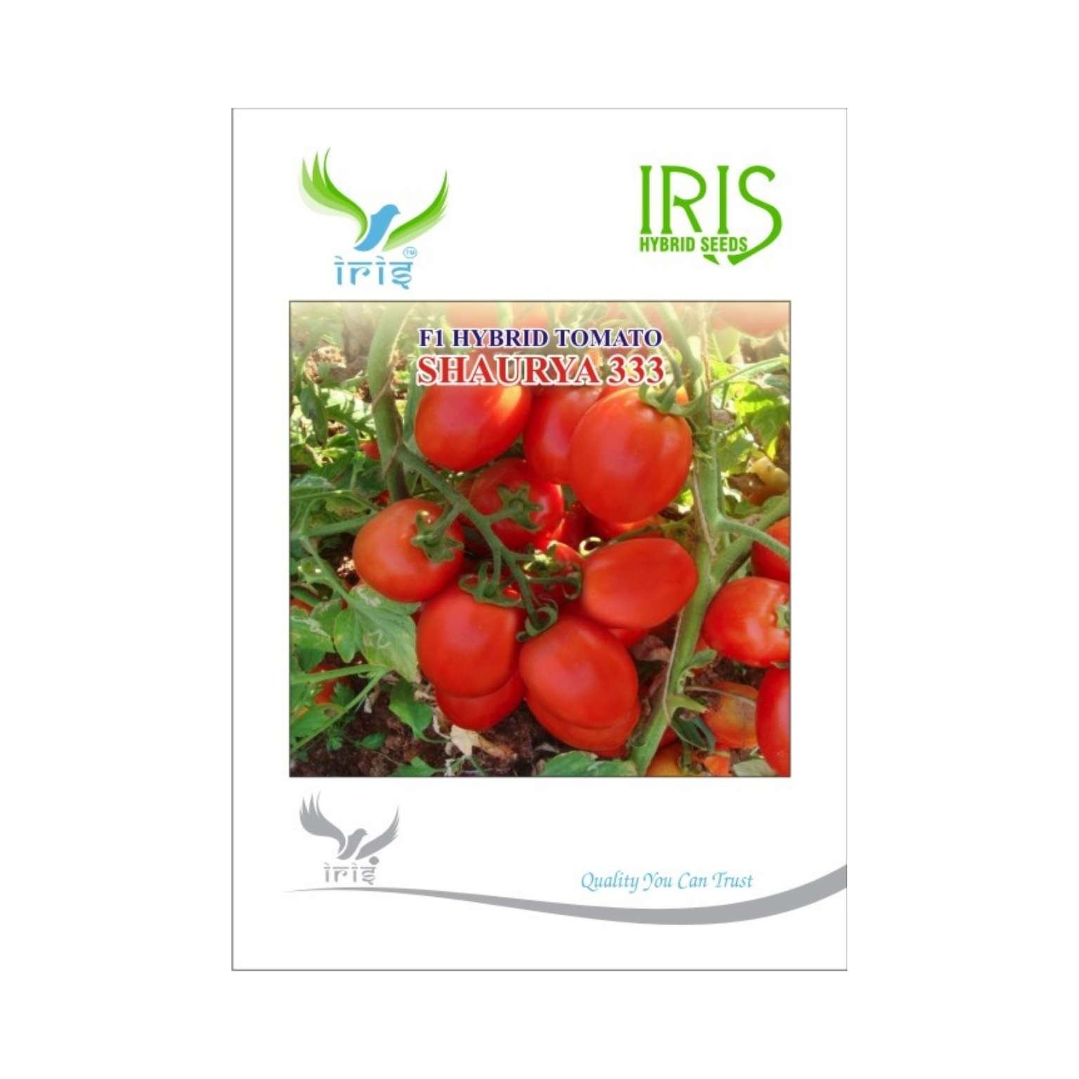 Iris Hybrid Tomato SHAURYA 333 Vegetable Seeds