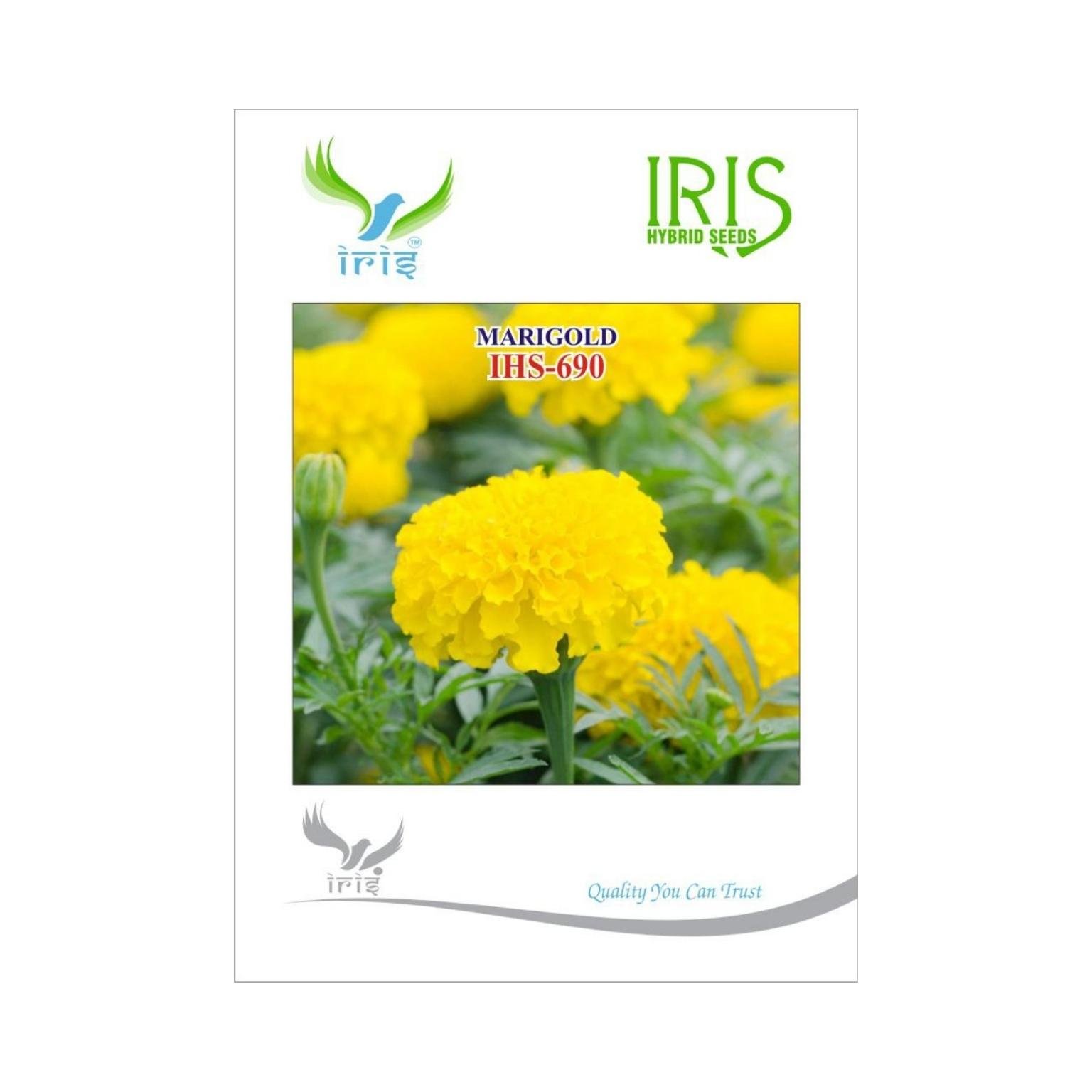 Iris Hybrid Marigold Yellow IHS 690  Flower Seeds