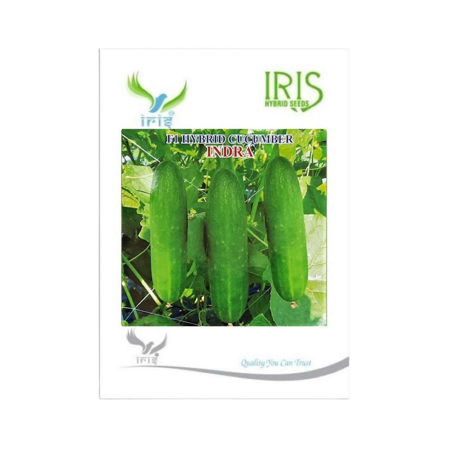 Iris Hybrid Cucumber Indra Vegetable Seeds