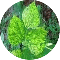 Yellow Mosaic virus