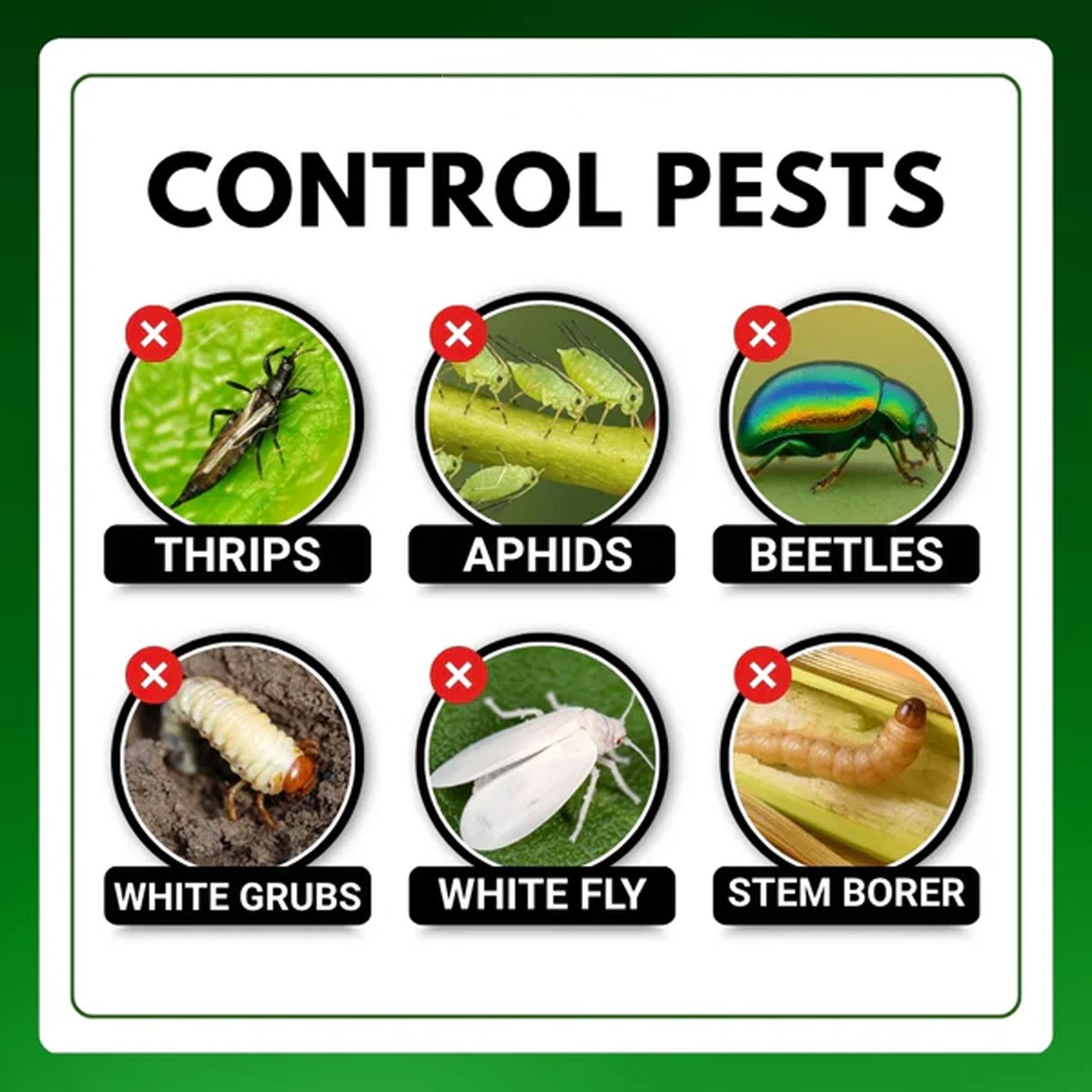 Nashak Chemical Insecticide | Fipronil 40% + Imidacloprid 40% WG | Katyayani