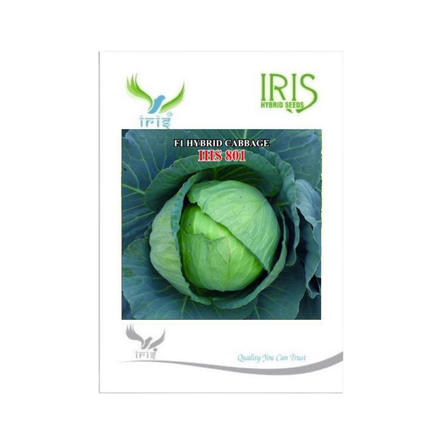 Iris Hybrid Cabbage IHS 801 Vegetable Seeds