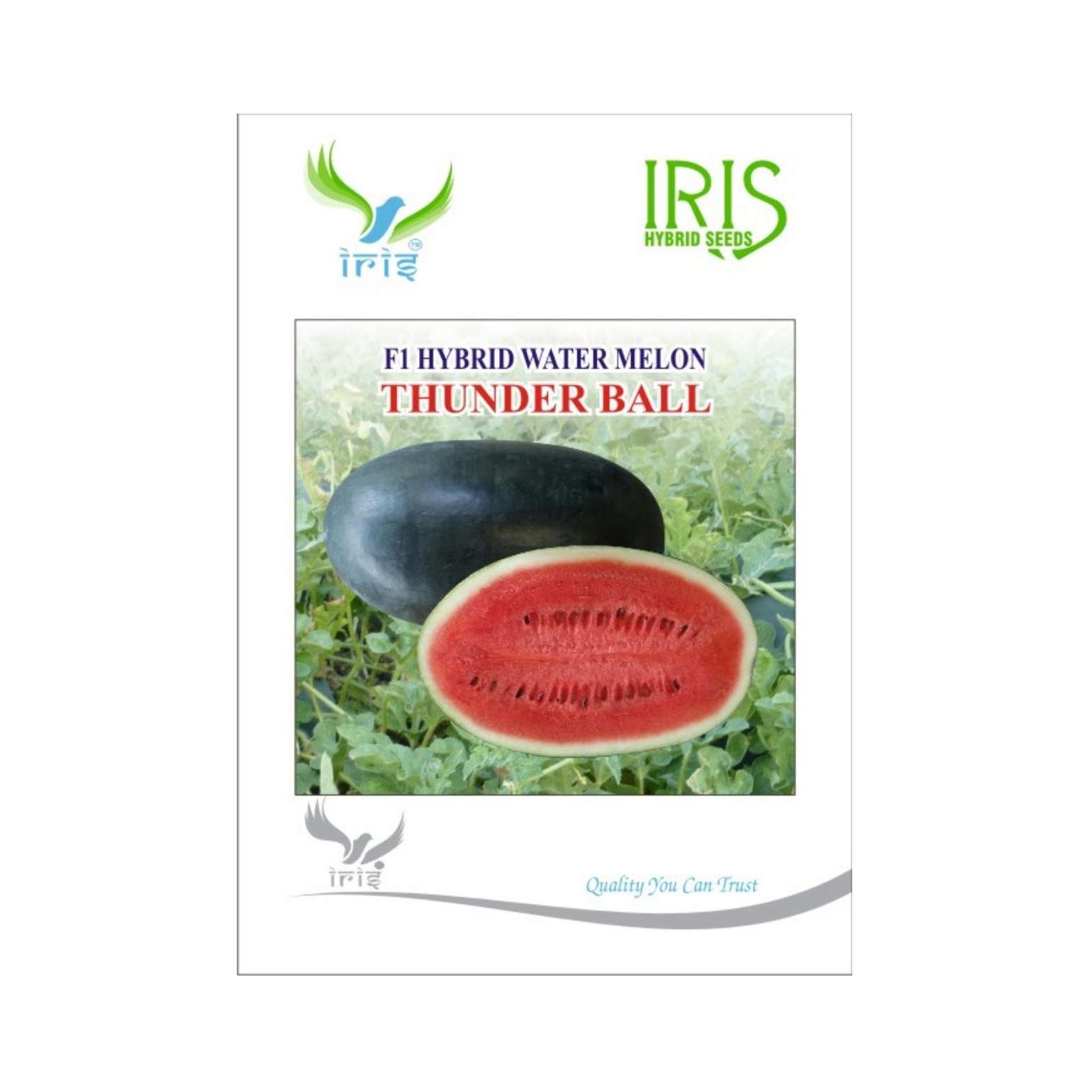 Iris Hybrid Watermelon Thunder Ball Fruit Seeds
