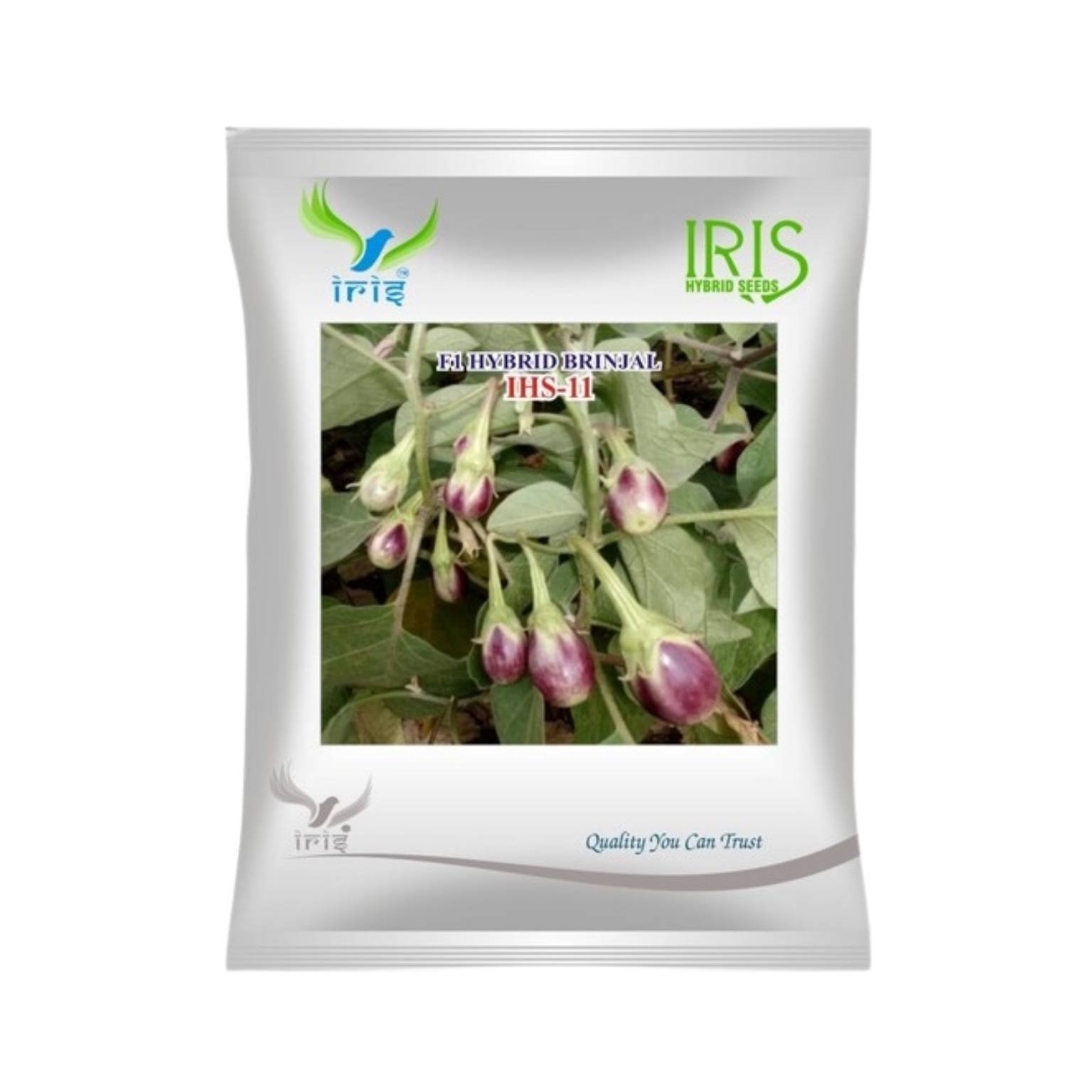Iris Hybrid Brinjal IHS 11 Vegetable Seeds