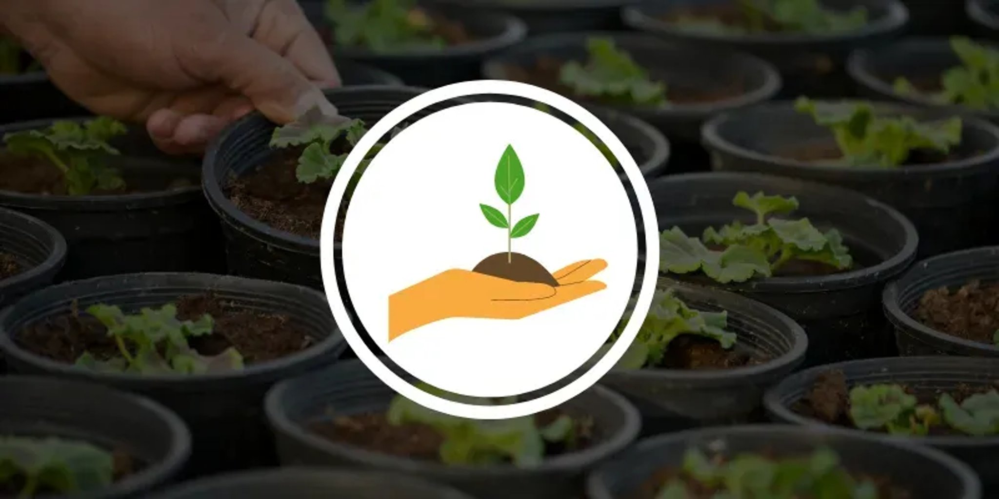 AIR PURIFYING PLANTS