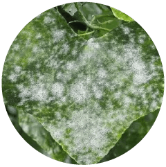 Powdery Mildew