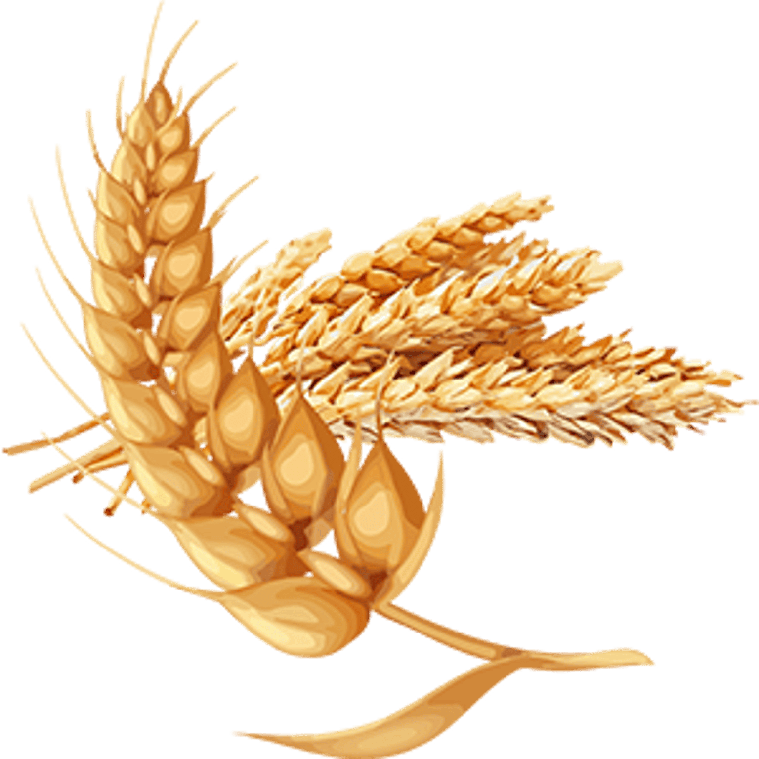 Wheat