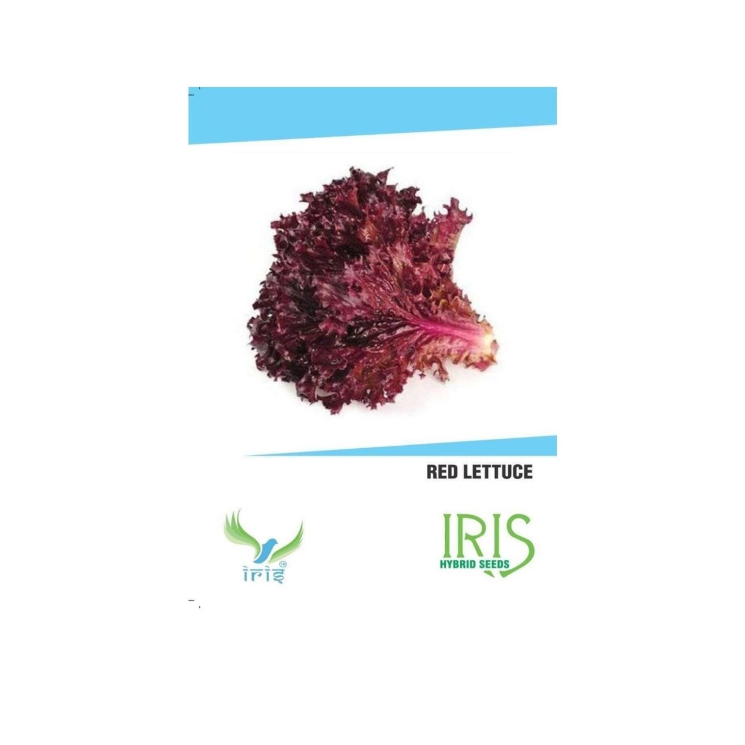 Iris Hybrid Lettuce Red Vegetable Seeds