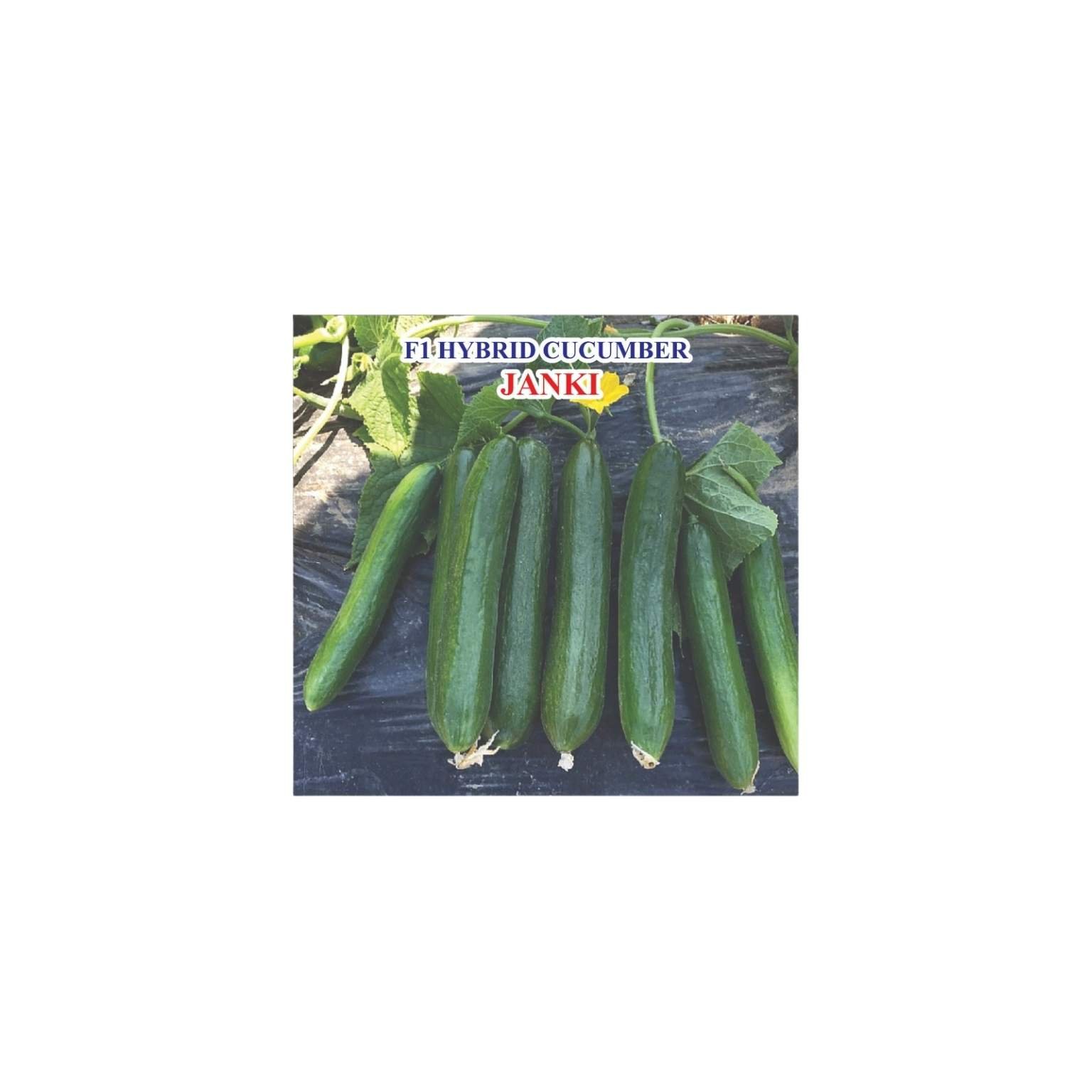 Iris Hybrid Cucumber Janki (Beit Alpha Type) Vegetable Seeds