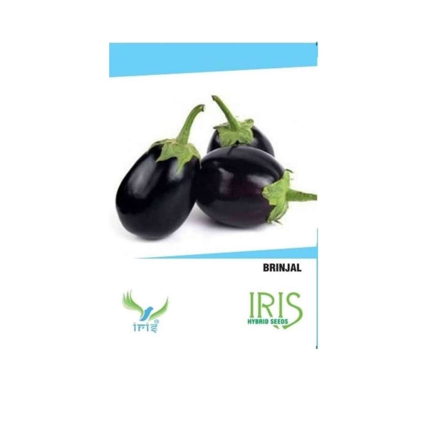  Iris Hybrid Brinjal Round Vegetable Seeds