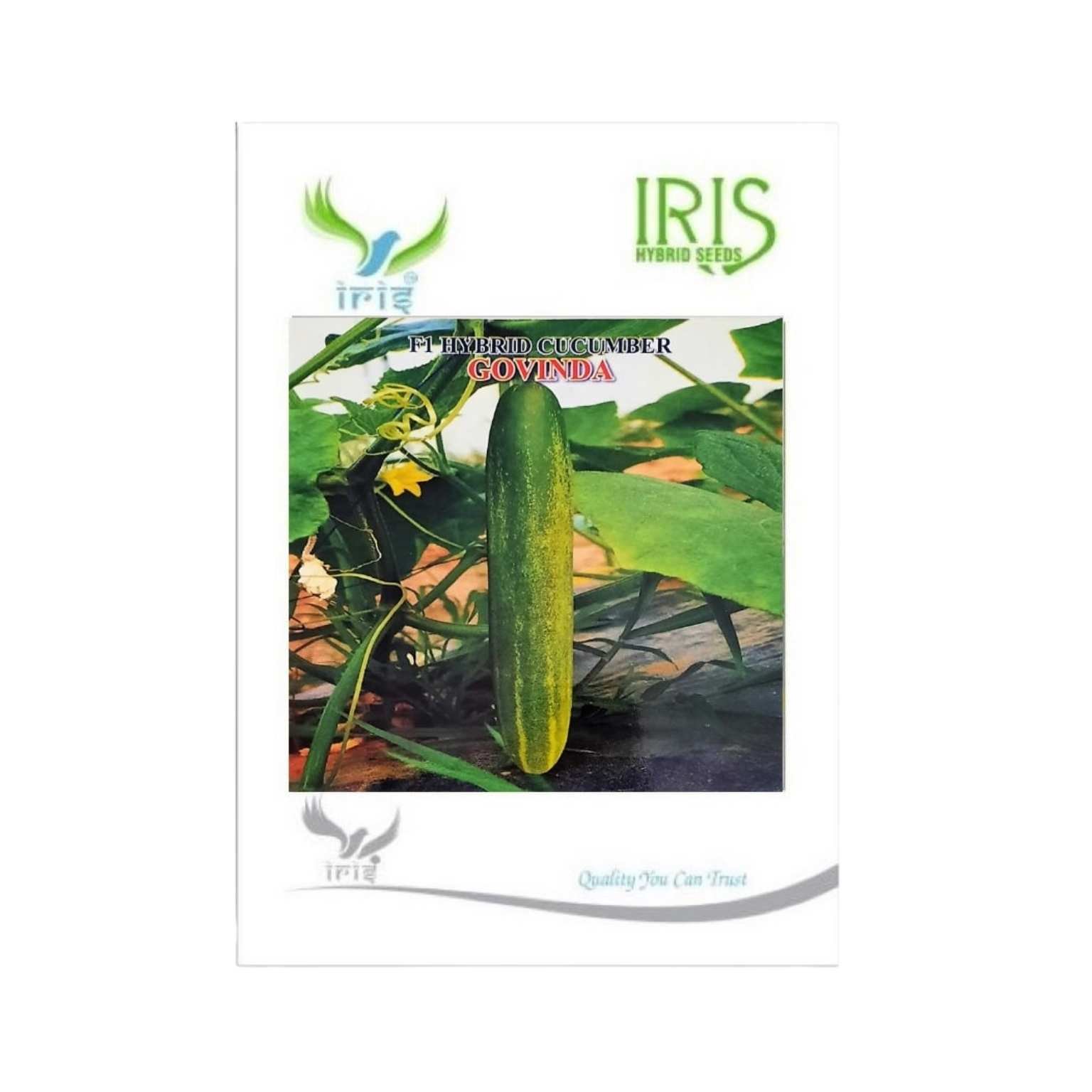 Iris Hybrid Cucumber Govinda Vegetable Seeds