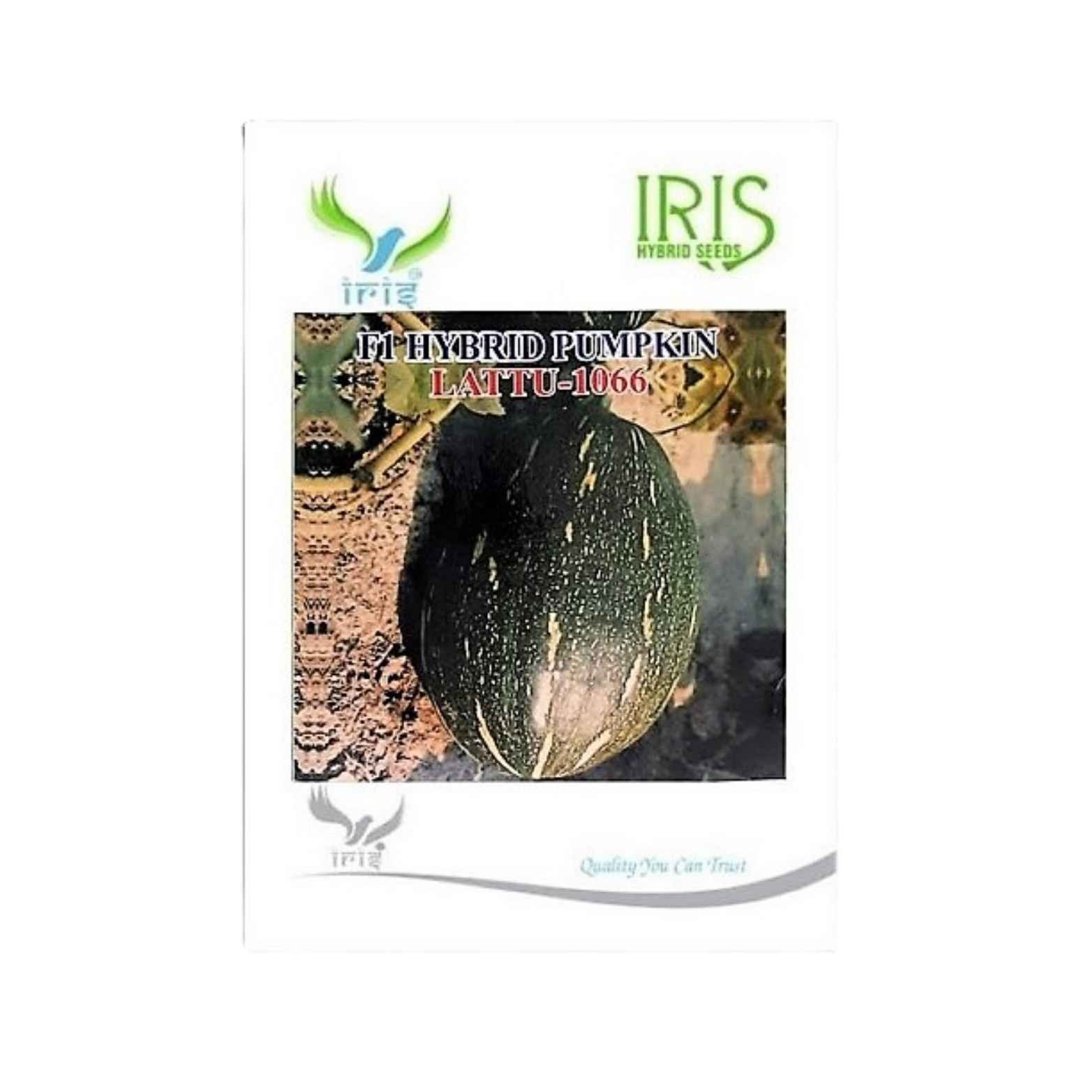 Iris Hybrid Pumpkin Lattu 1066 Vegetable Seeds