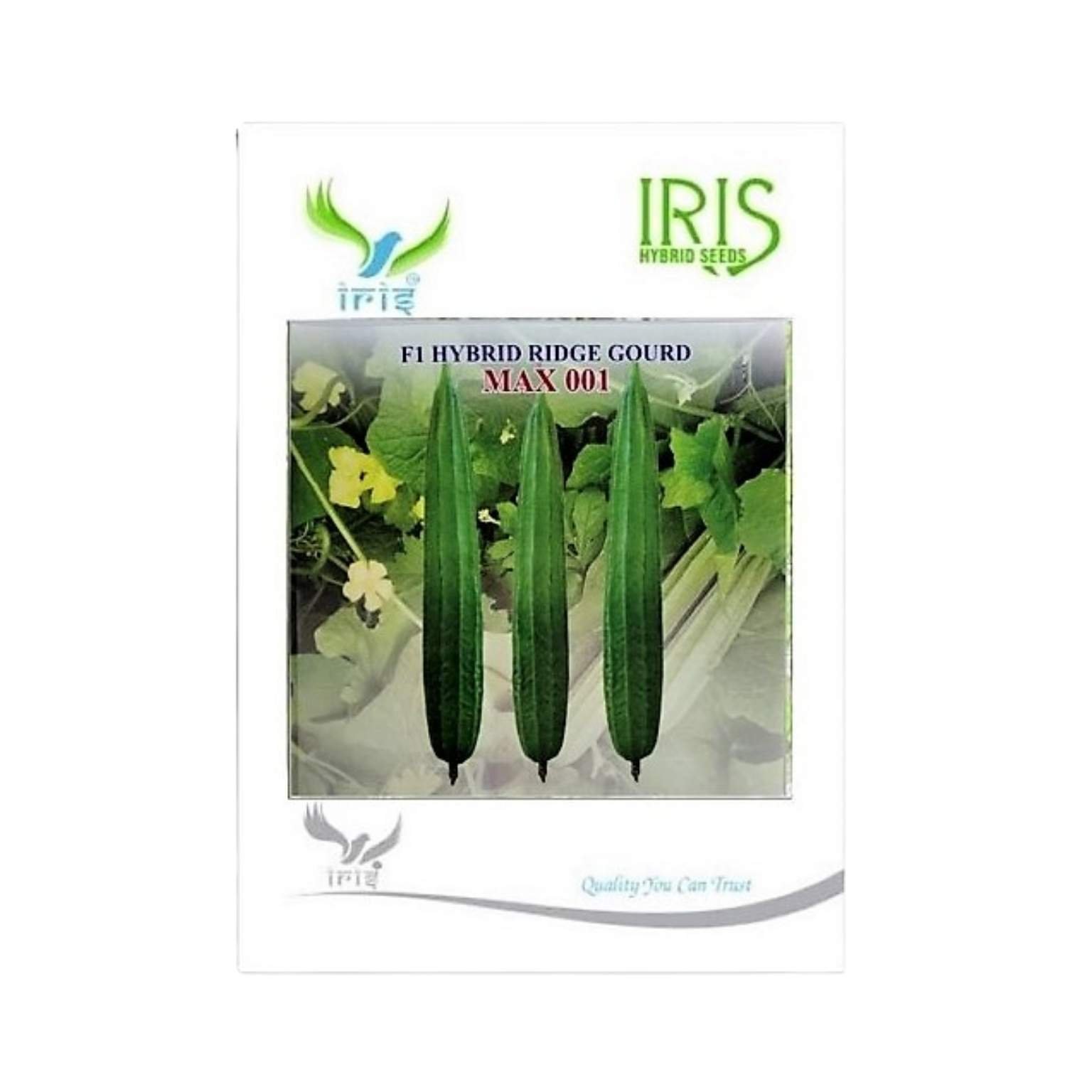 Iris Hybrid Ridge Gourd Max001 Vegetable Seeds