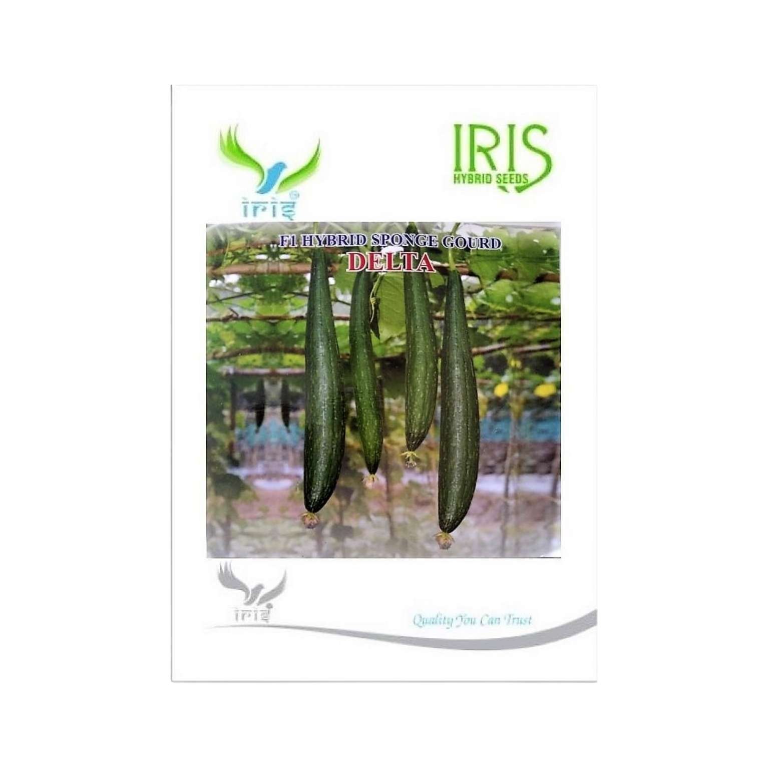 Iris Hybrid Sponge Gourd Delta Vegetable Seeds