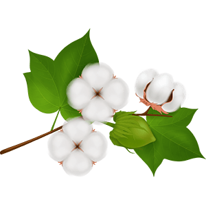 Cotton