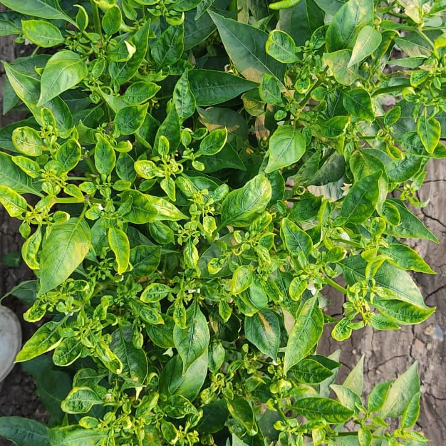 मिर्च में थ्रिप्स की समस्या