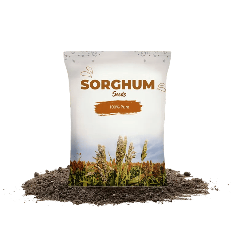 Sorghum Seeds