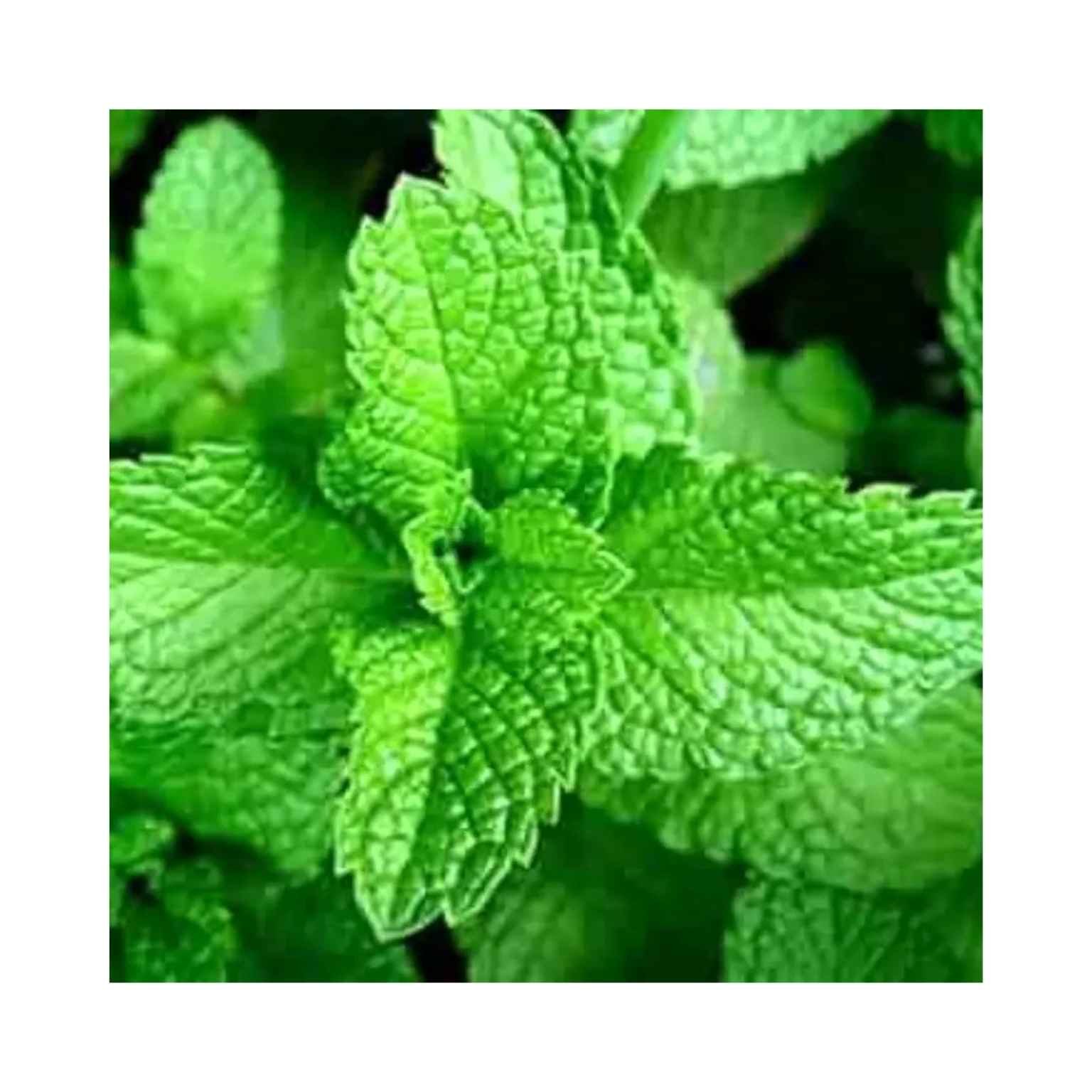 Iris Hybrid Peppermint Herb Seeds