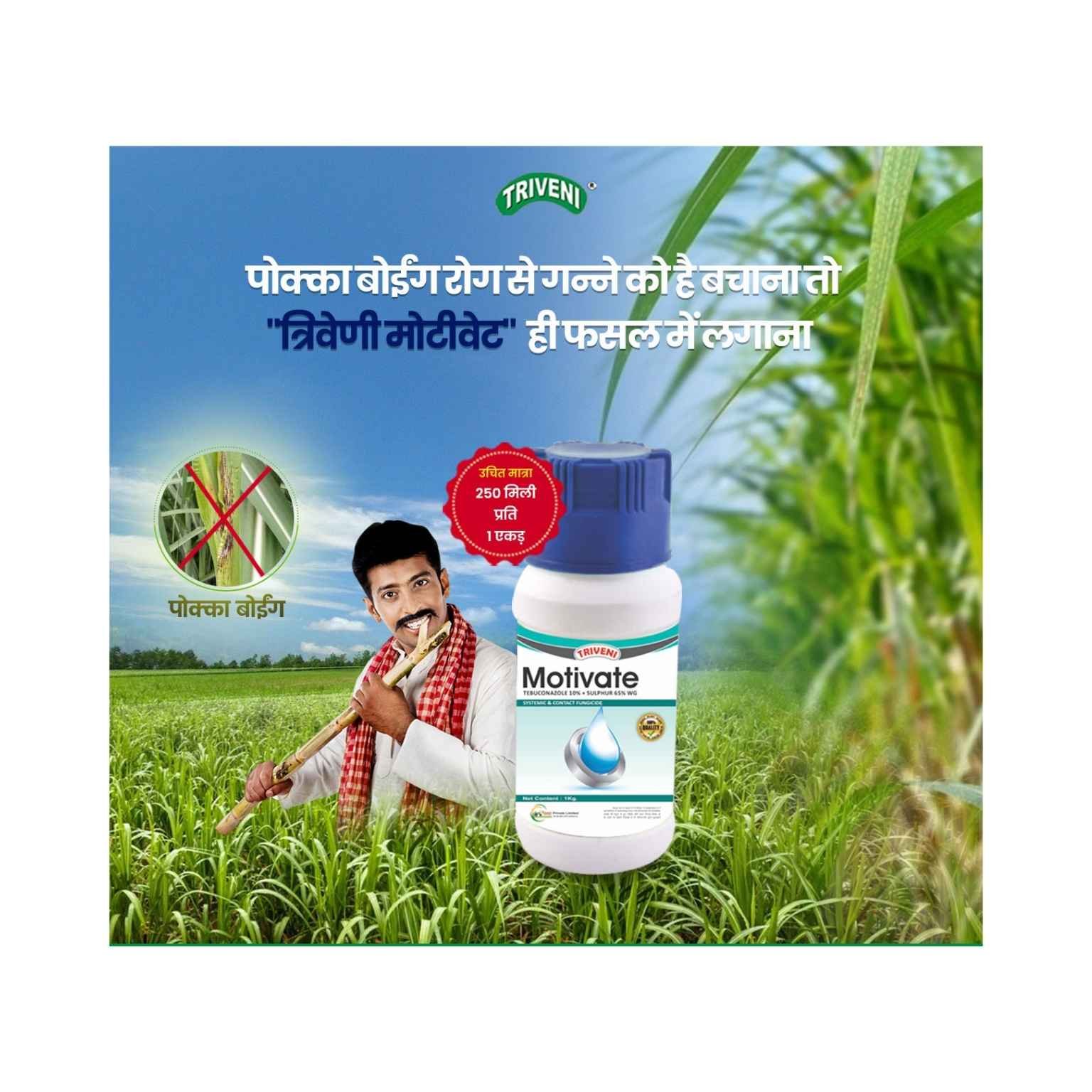 Triveni Motivate Tebuconazole 10%+Sulphur 65% WG Fungicide