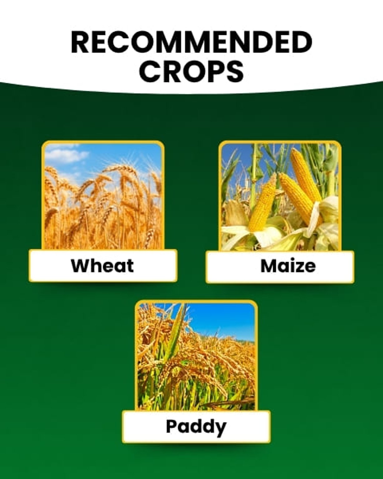 Katyayani Organics NPK 00:52:34 Fertilizer