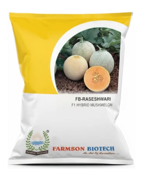 MUSKMELON FB-RASESHWARI F1.HY.