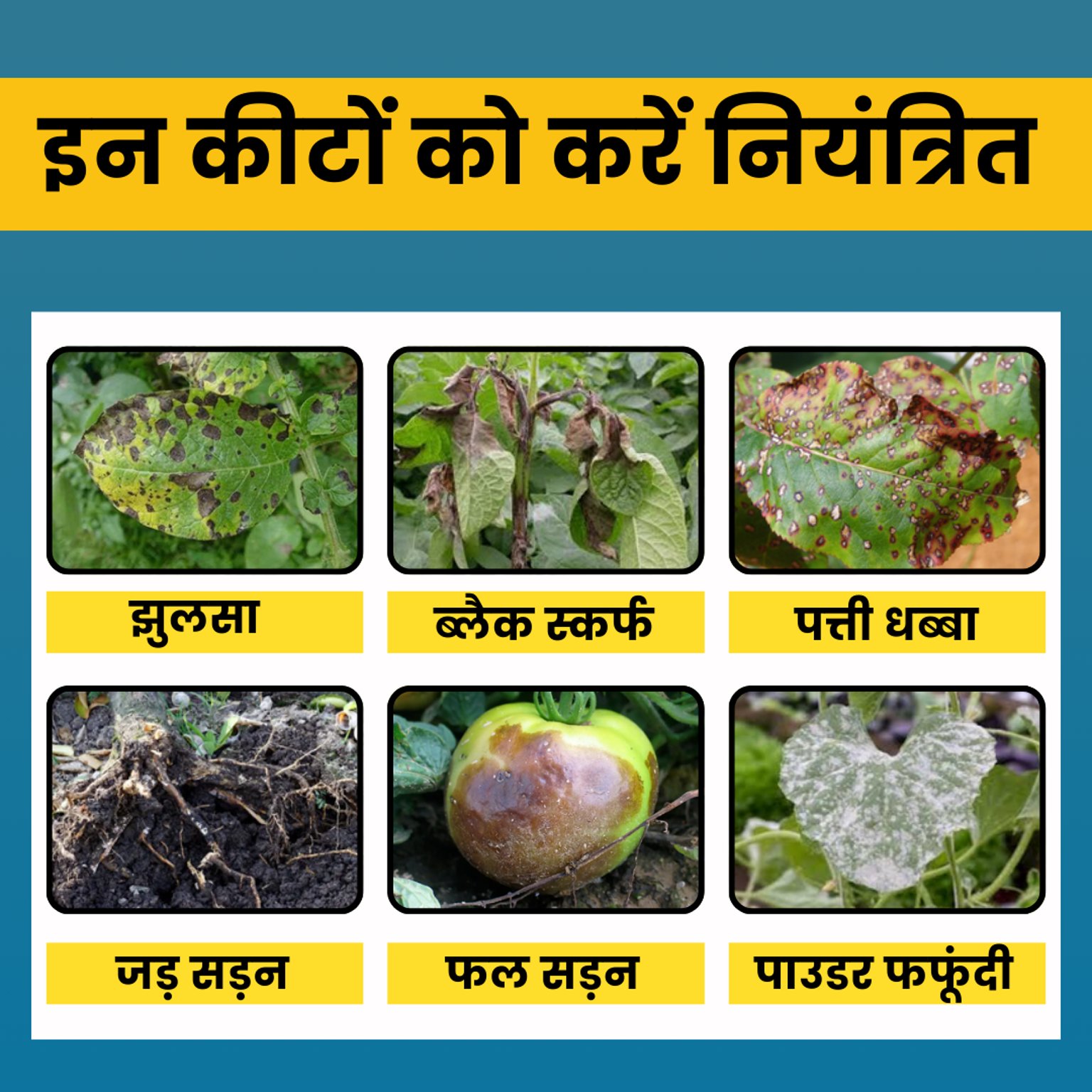 KATYAYANI SAMARTHA | CARBENDAZIM 12% + MANCOZEB 63% WP | CHEMICAL FUNGICIDE