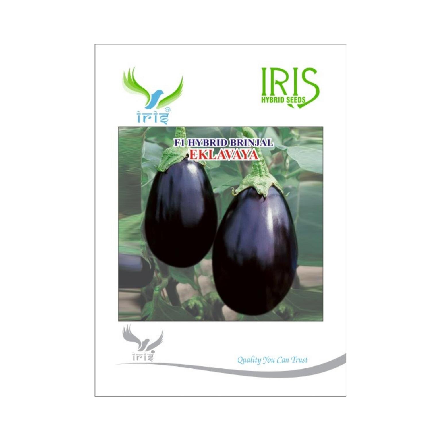 Iris Hybrid Brinjal Eklavya Vegetable Seeds