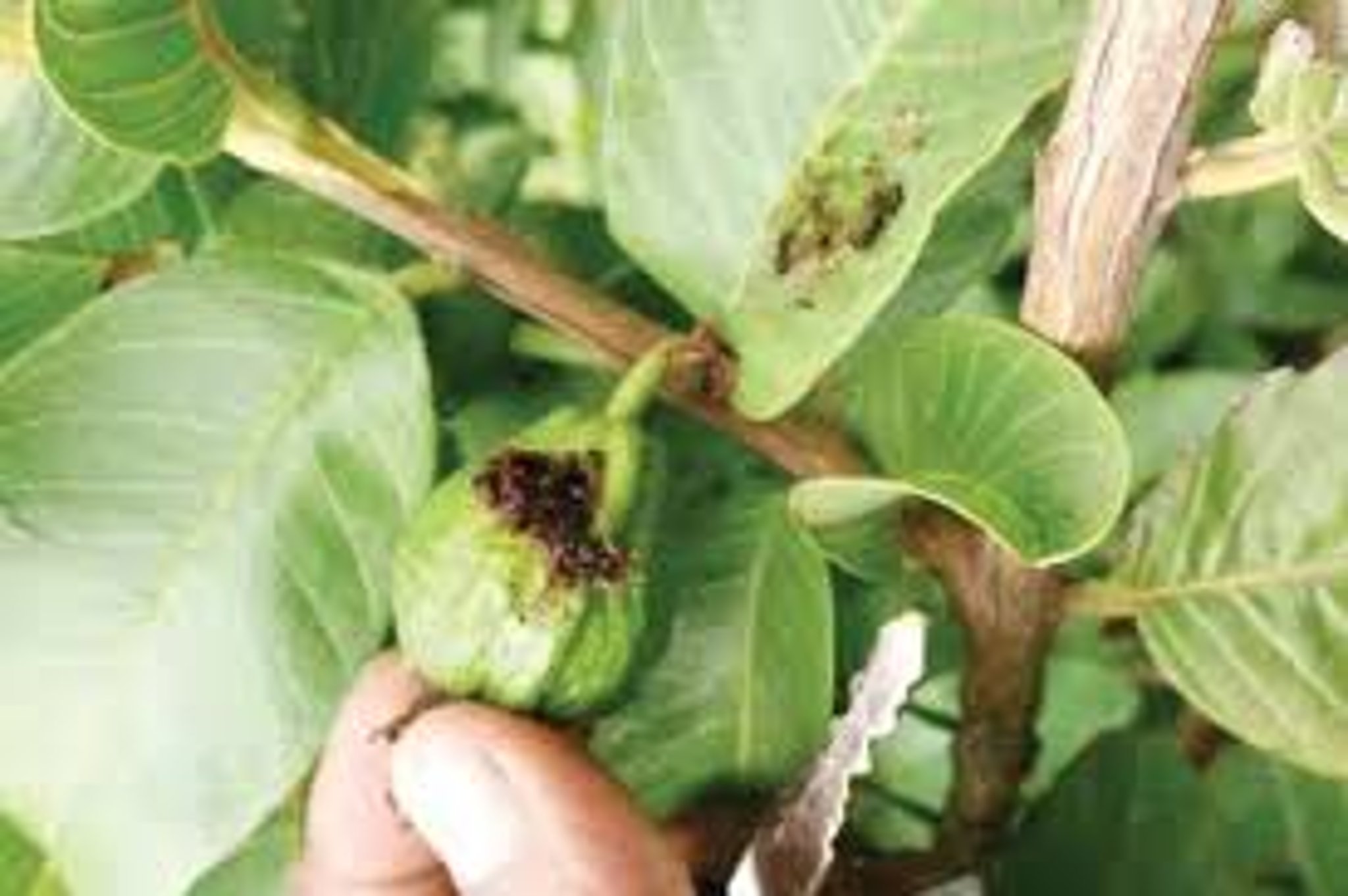 मेरी अमरूद की फसल में समस्या आ रही