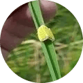 Rice Stem / Sheath rot