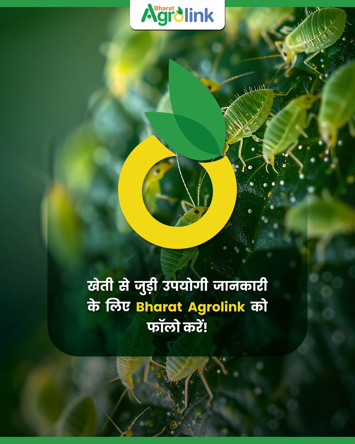 माहू नियंत्रण की स्मार्ट तकनीक.