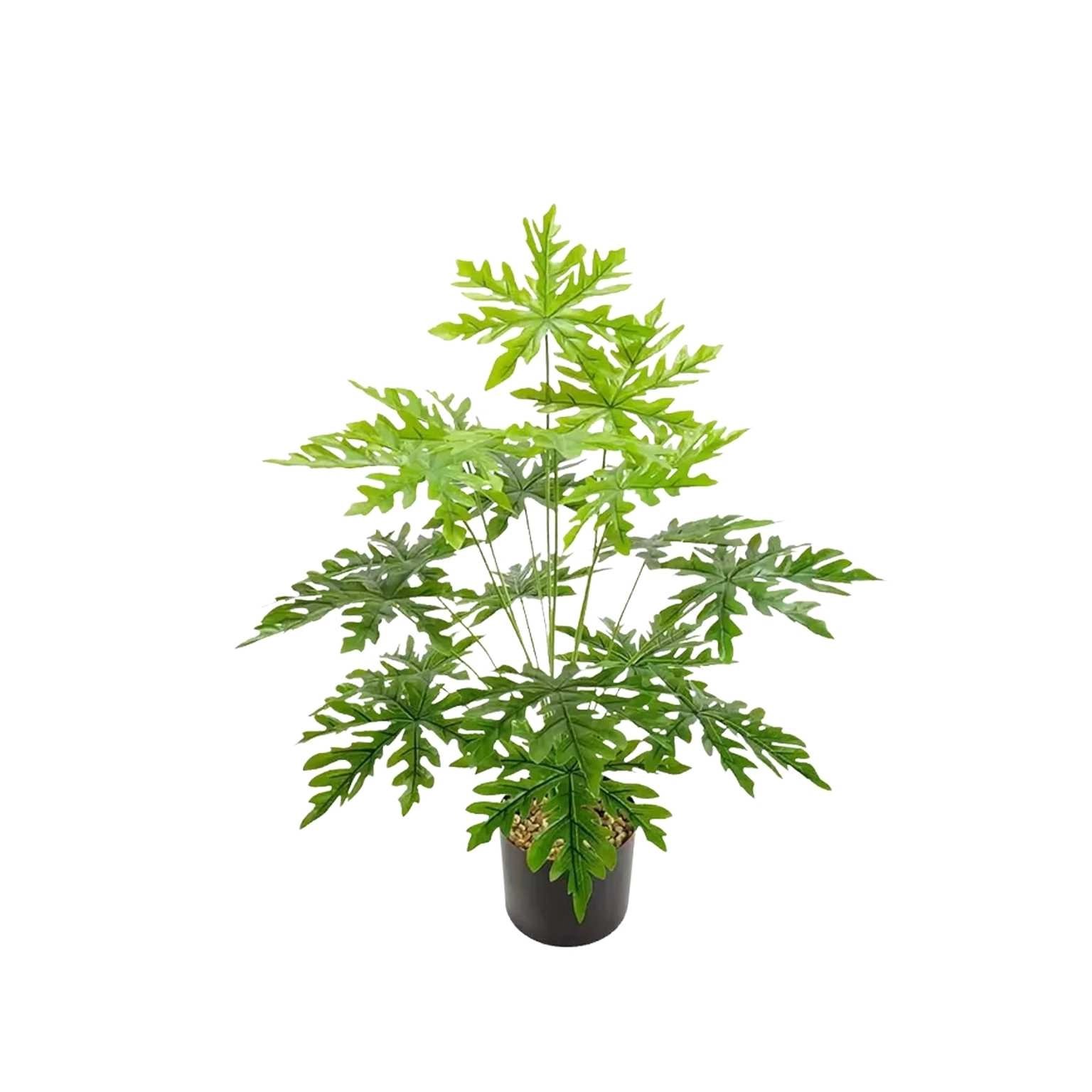 Dwarf Taiwan Papaya Plant