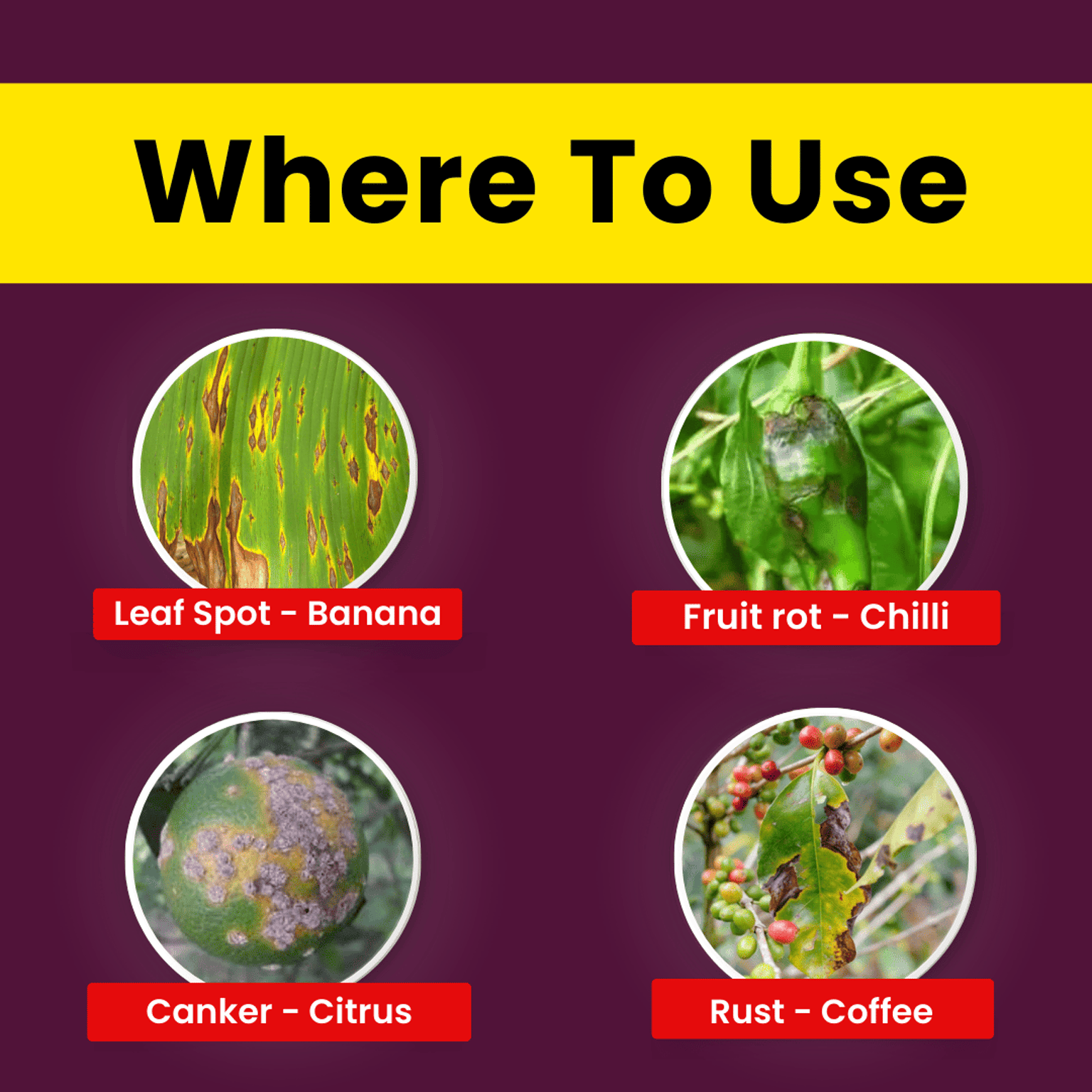 Katyayani COC 50 Copper Oxychloride 50% WP